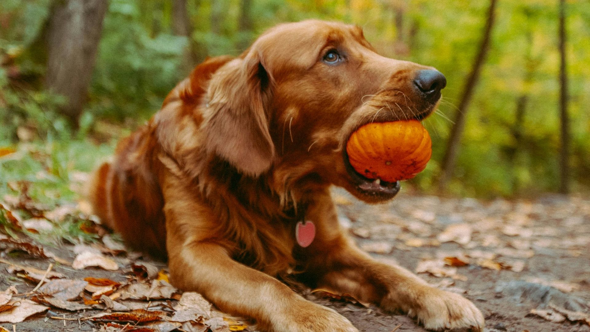 a dog laying on the ground with a ball in its mouth