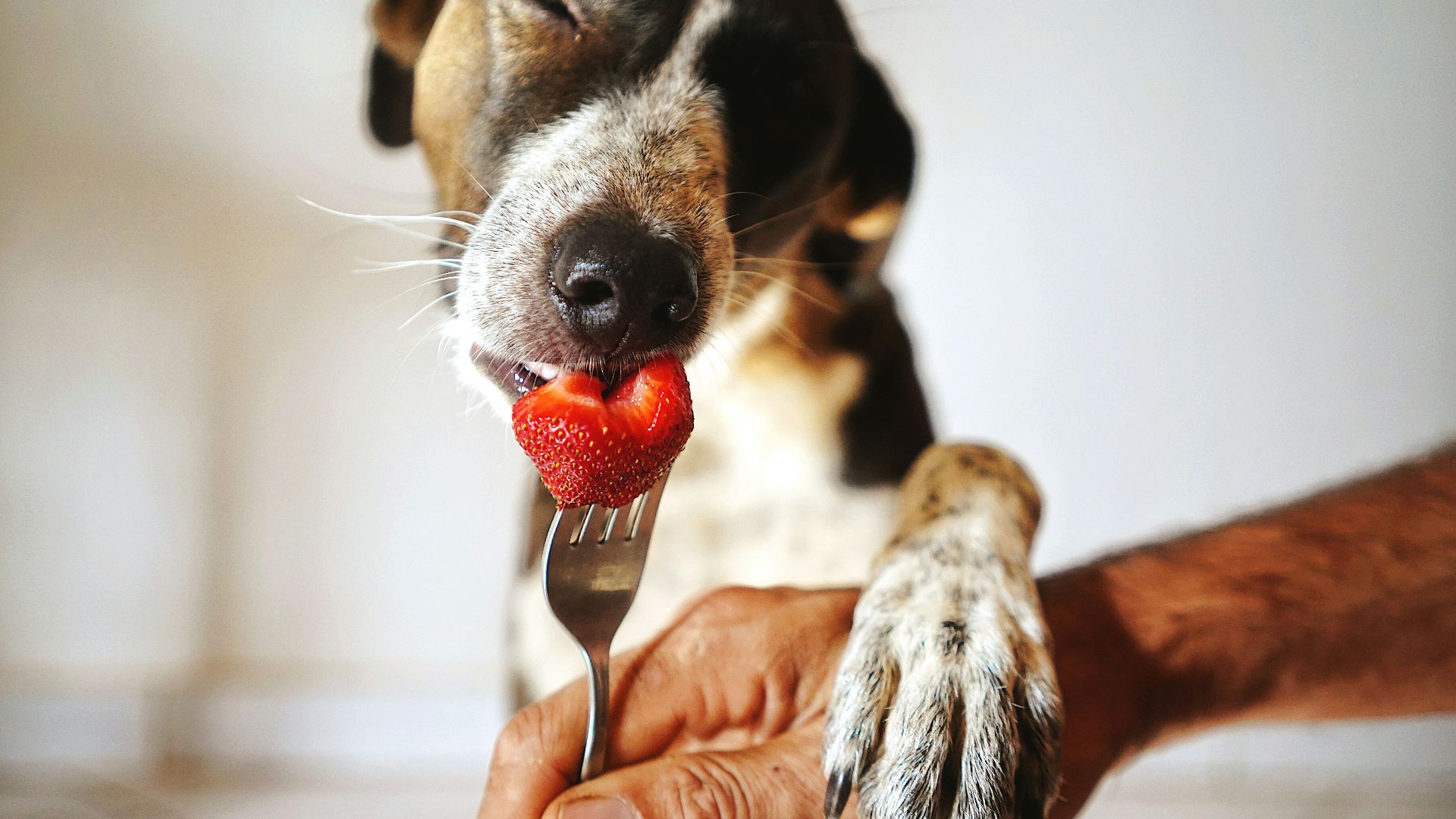 a dog holding a fork with a strawberry in it's mouth