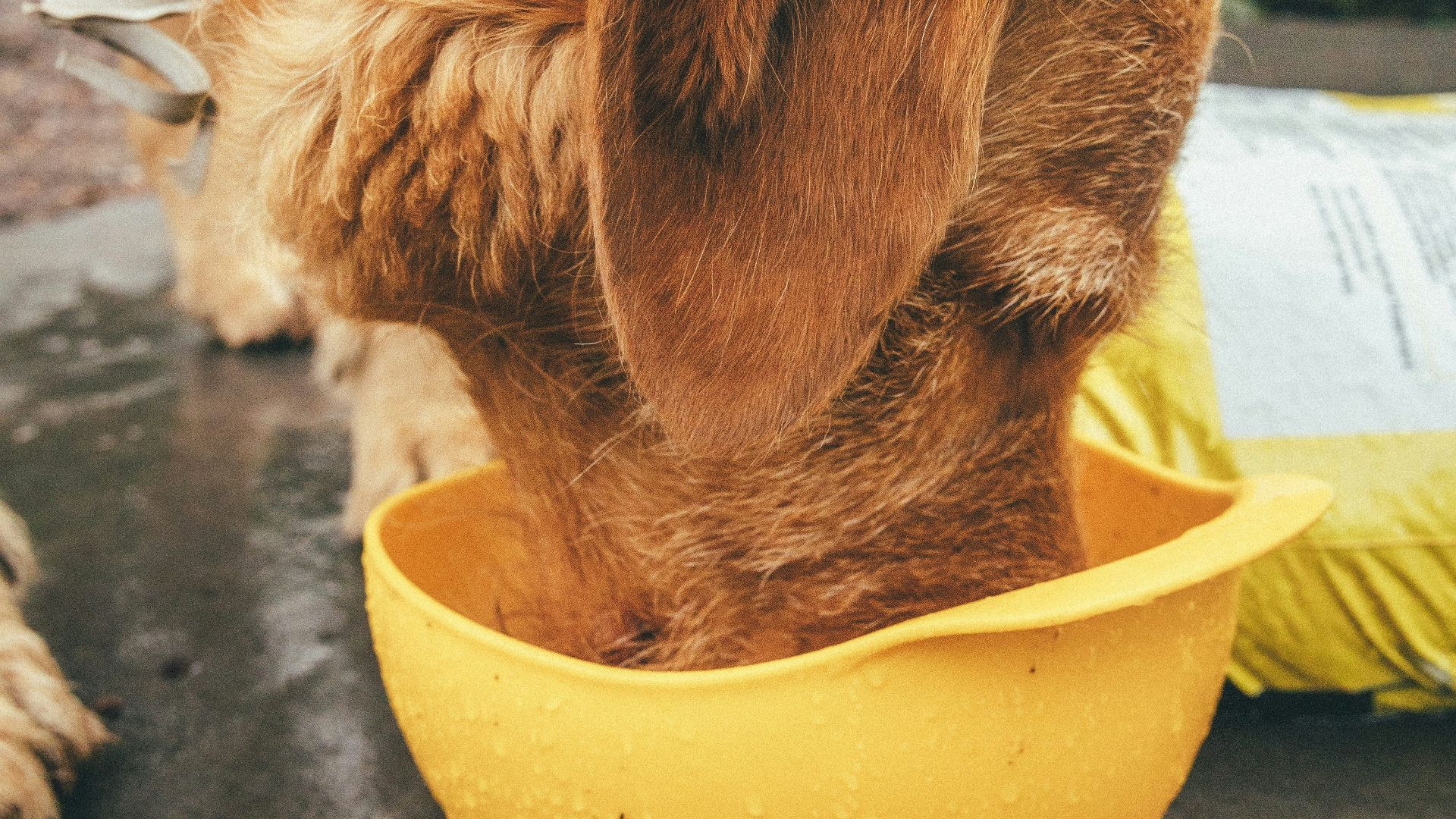 brown short coated dog in yellow plastic basin