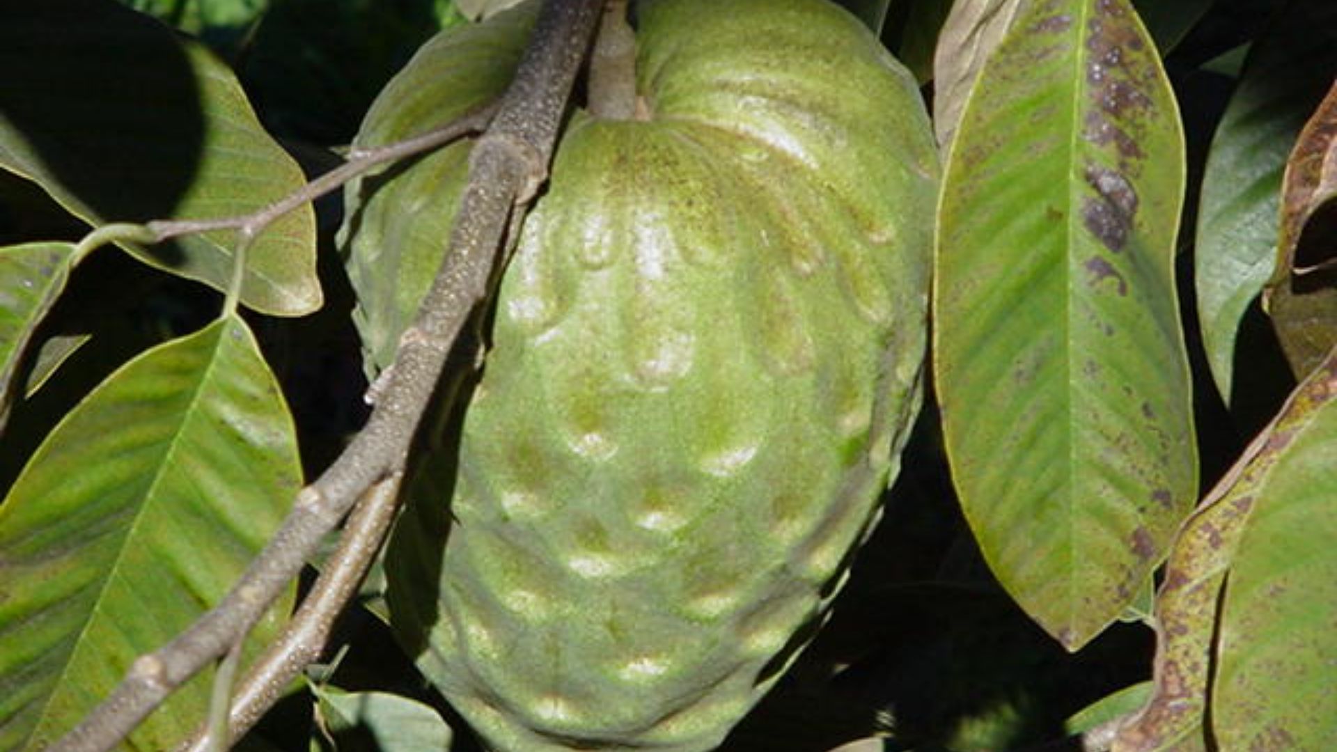 File:Annona cherimola fruit, Pedra Bela, Brazil.jpg