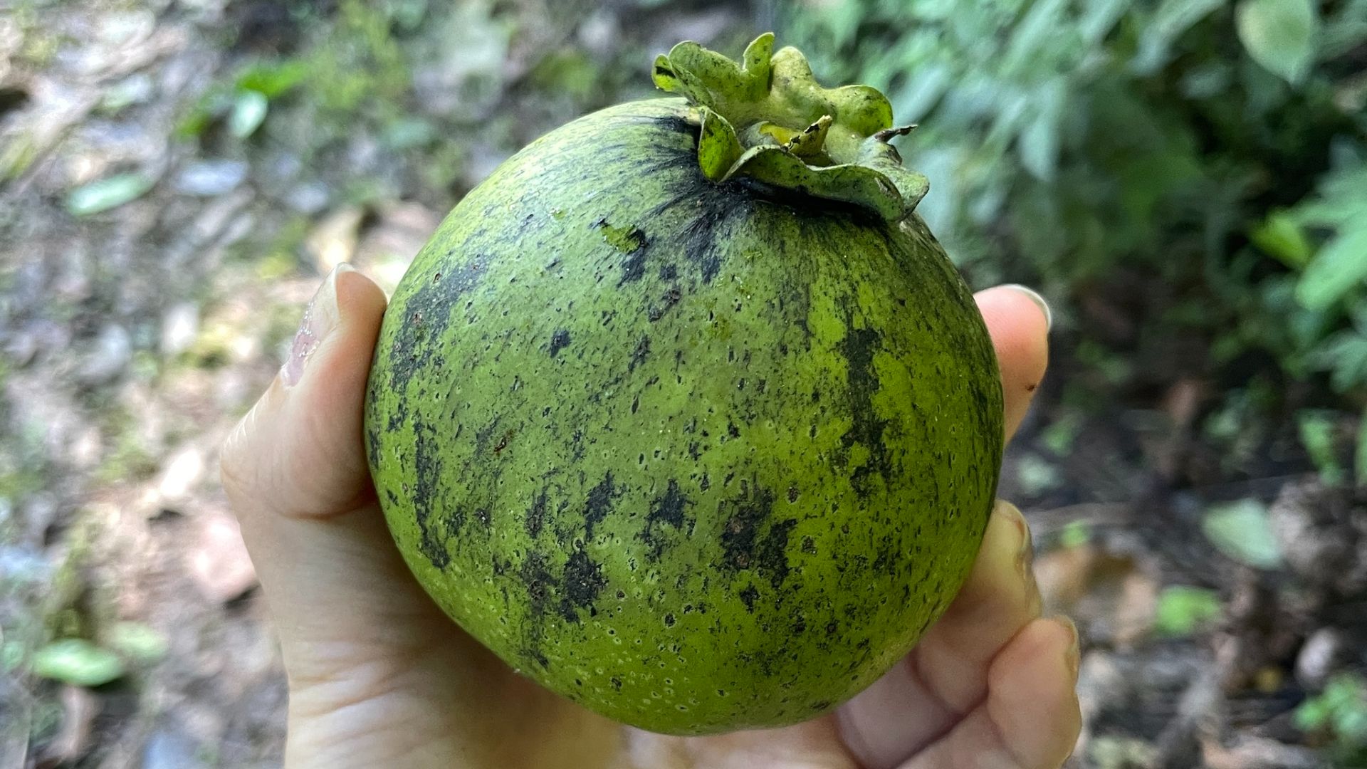 File:Diospyros nigra 258471240.jpg