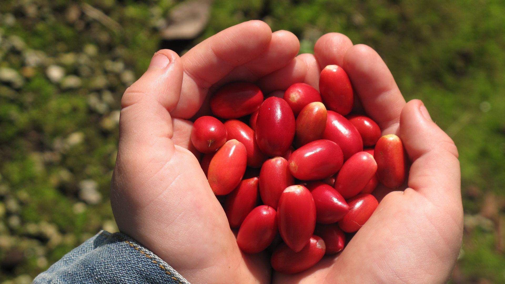 File:Berries - Miracle Fruit Farm.JPG