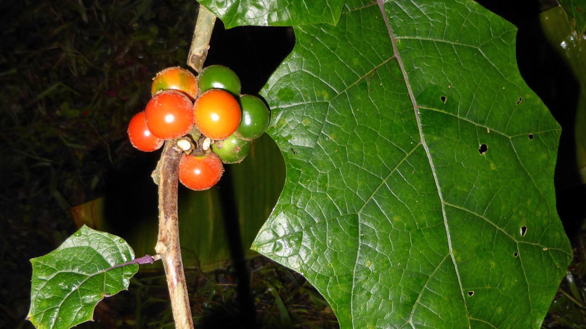 File:Solanaceae- Solanum quitoense (lulillo, naranjilla).jpg