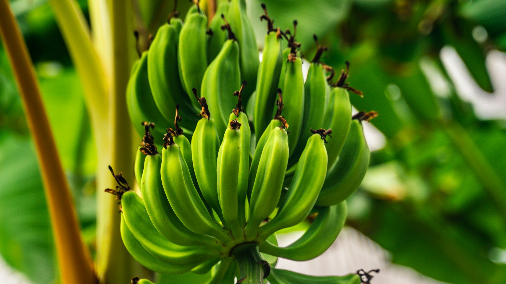 a bunch of green bananas hanging from a tree