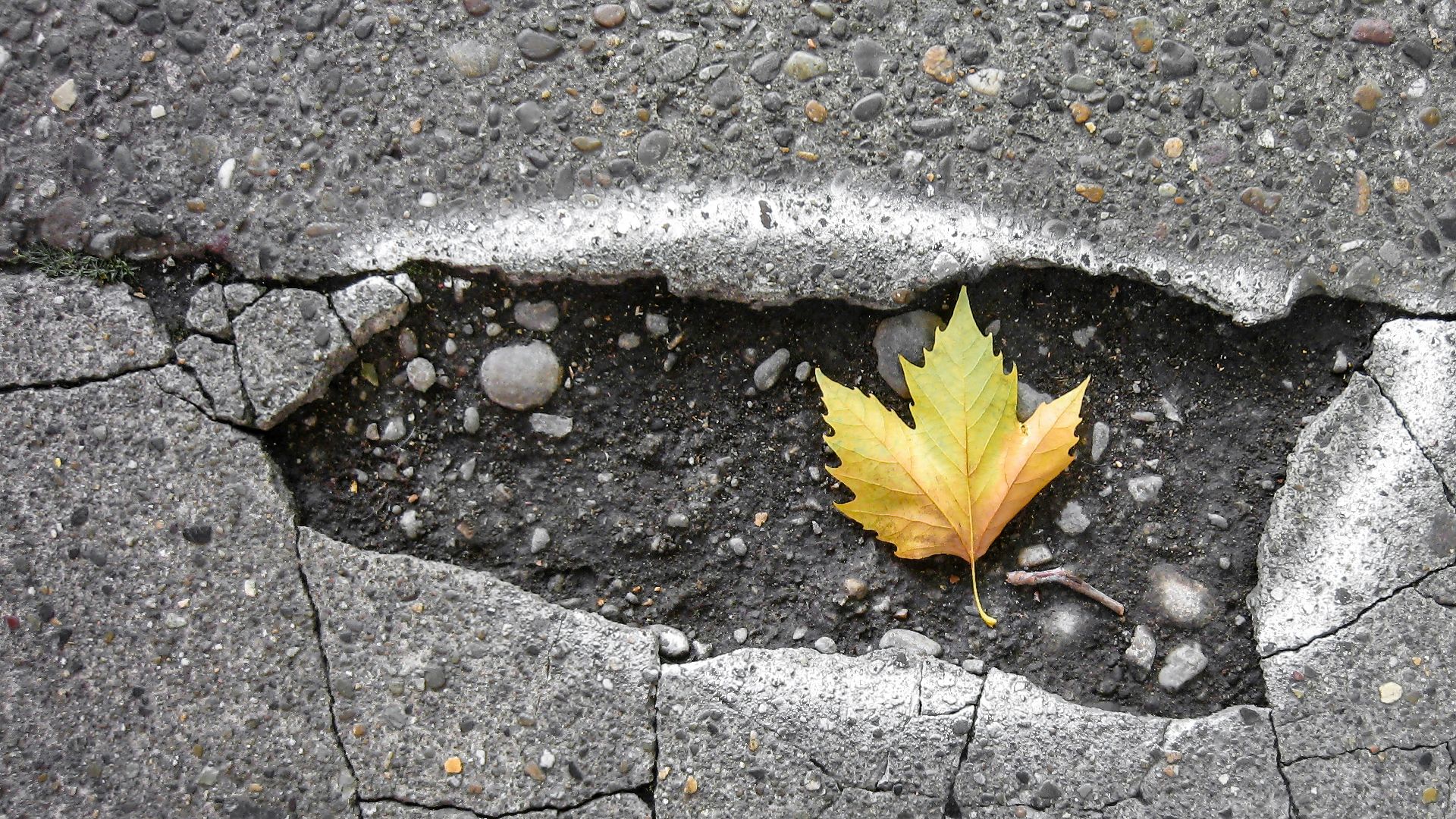brown maple leaf on gray concrete brick floor