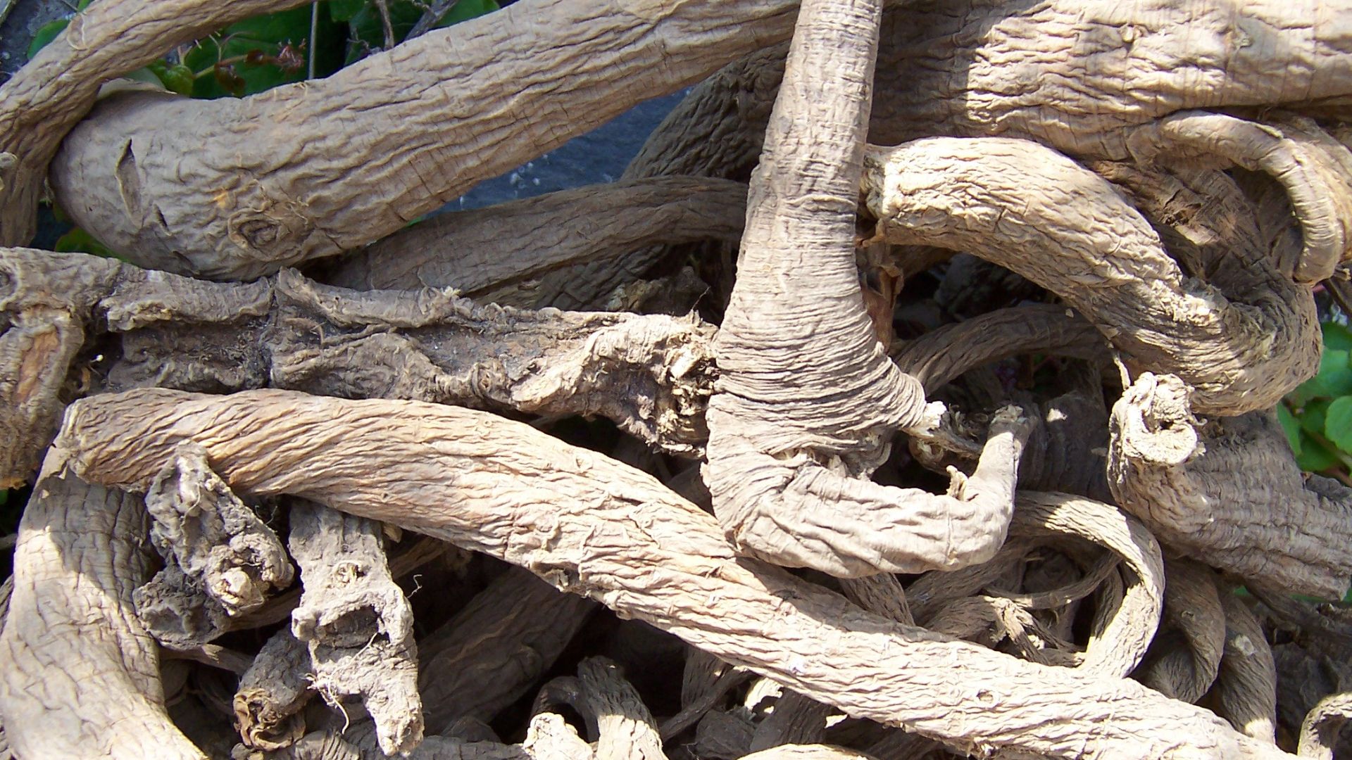 File:Gentiana lutea DriedRoots.JPG