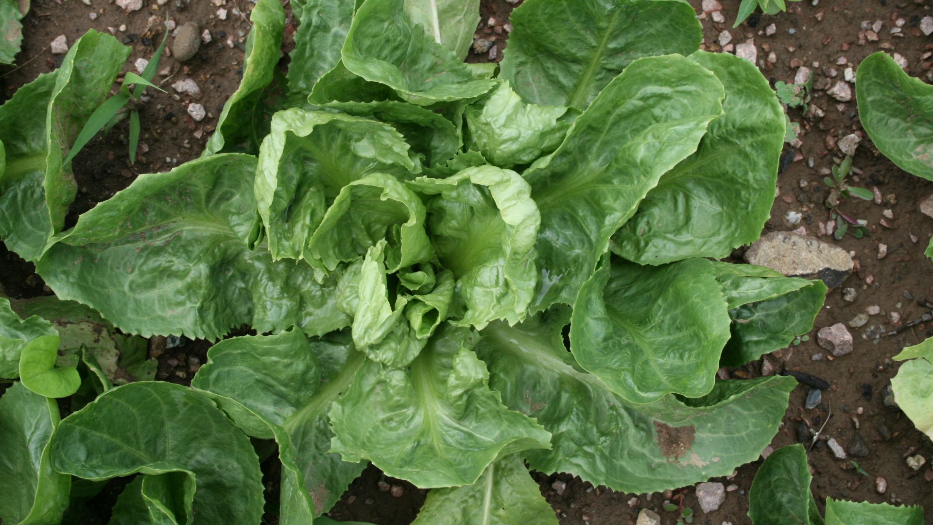 File:Cichorium endivia - Botanischer Garten Mainz IMG 5453.JPG