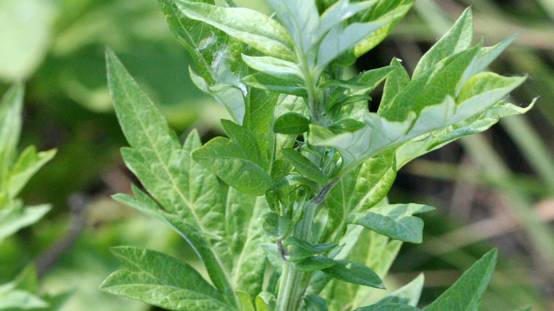 File:Artemisia vulgaris - mugwort 0076.jpg