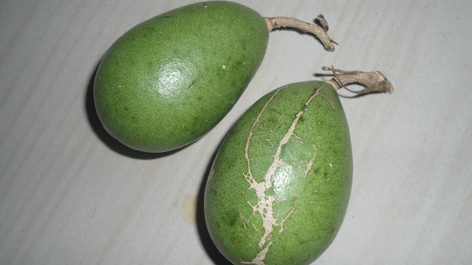 File:Raw Bael fruits collected from a scrub jungle near Vizianagaram.jpg