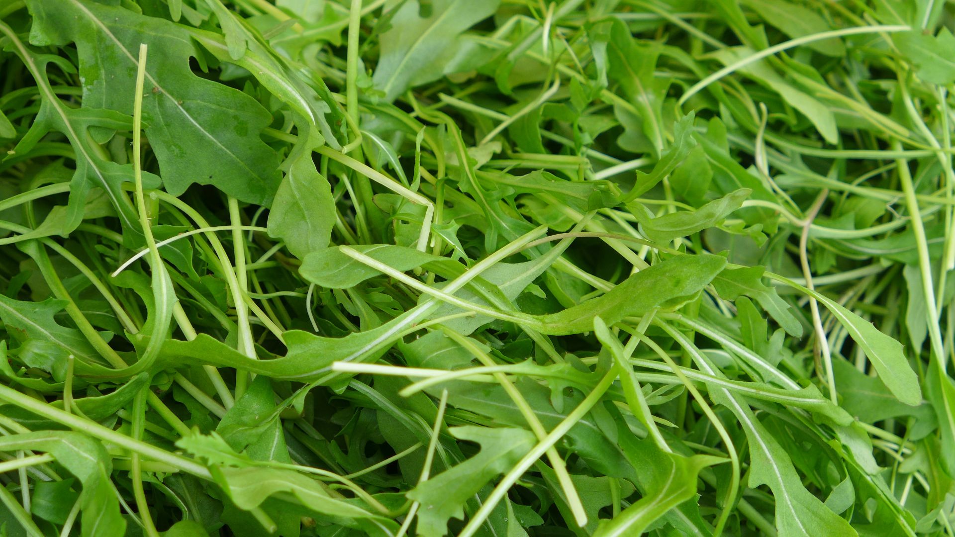 File:Arugula (51107429934).jpg