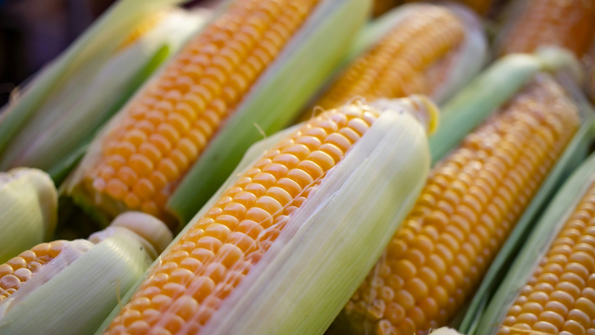 a close up of corn on the cob