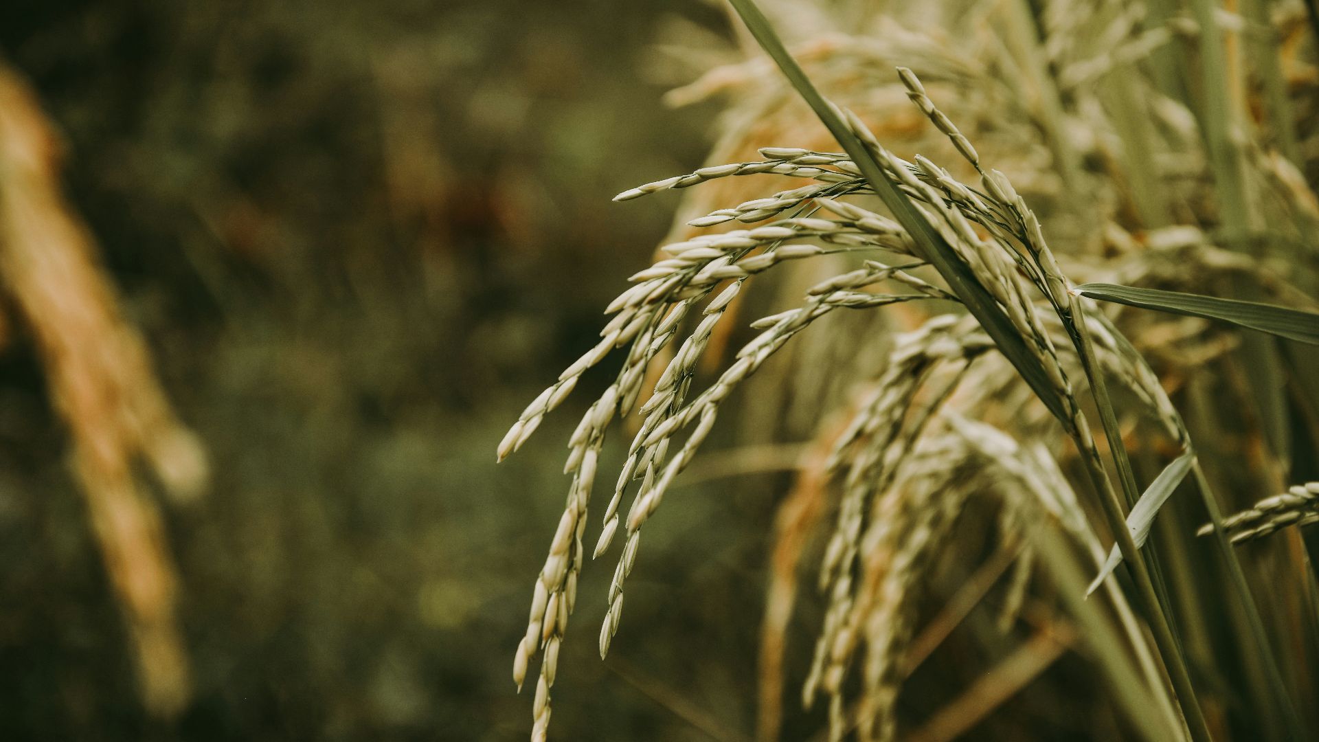 brown wheat in close up photography