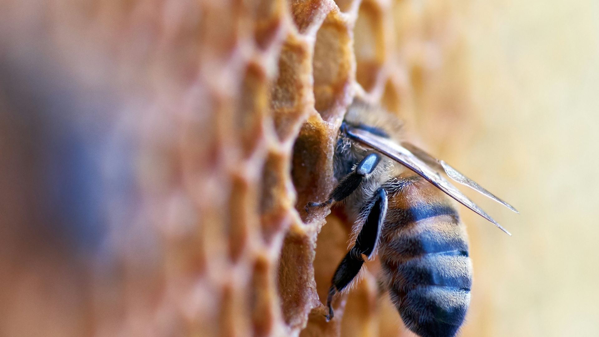 black and brown bee in honey comb