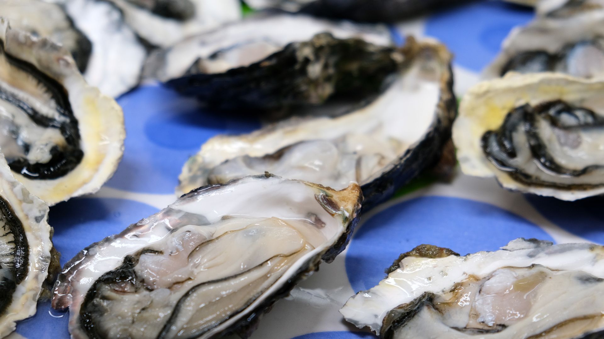 File:Raw oysters.jpg