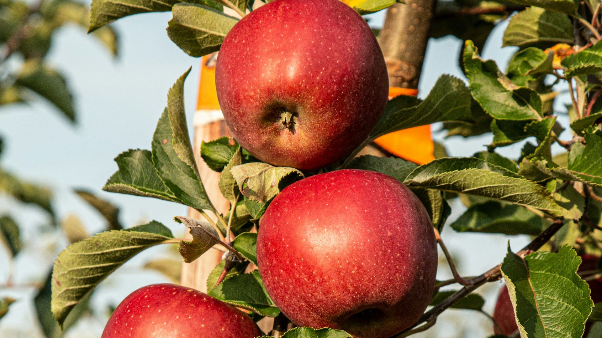 red apple fruit photograph