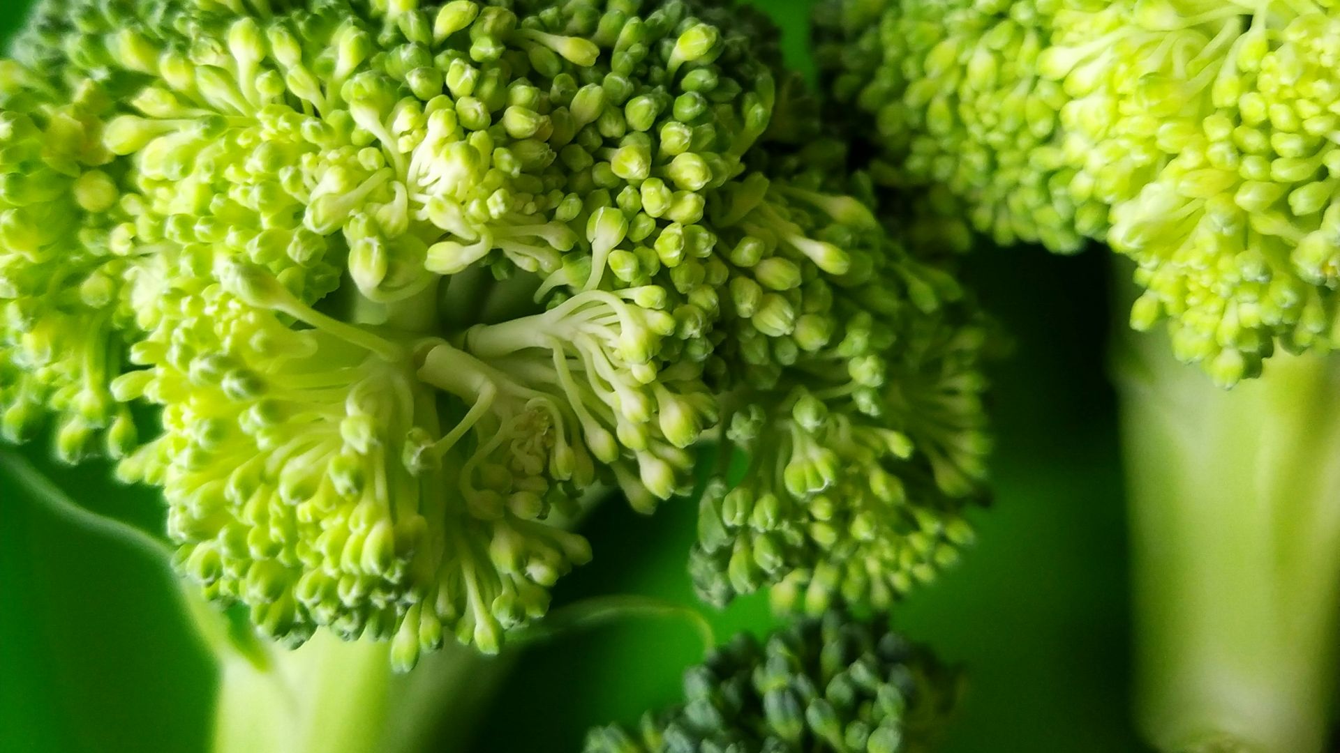 green and white flower bouquet