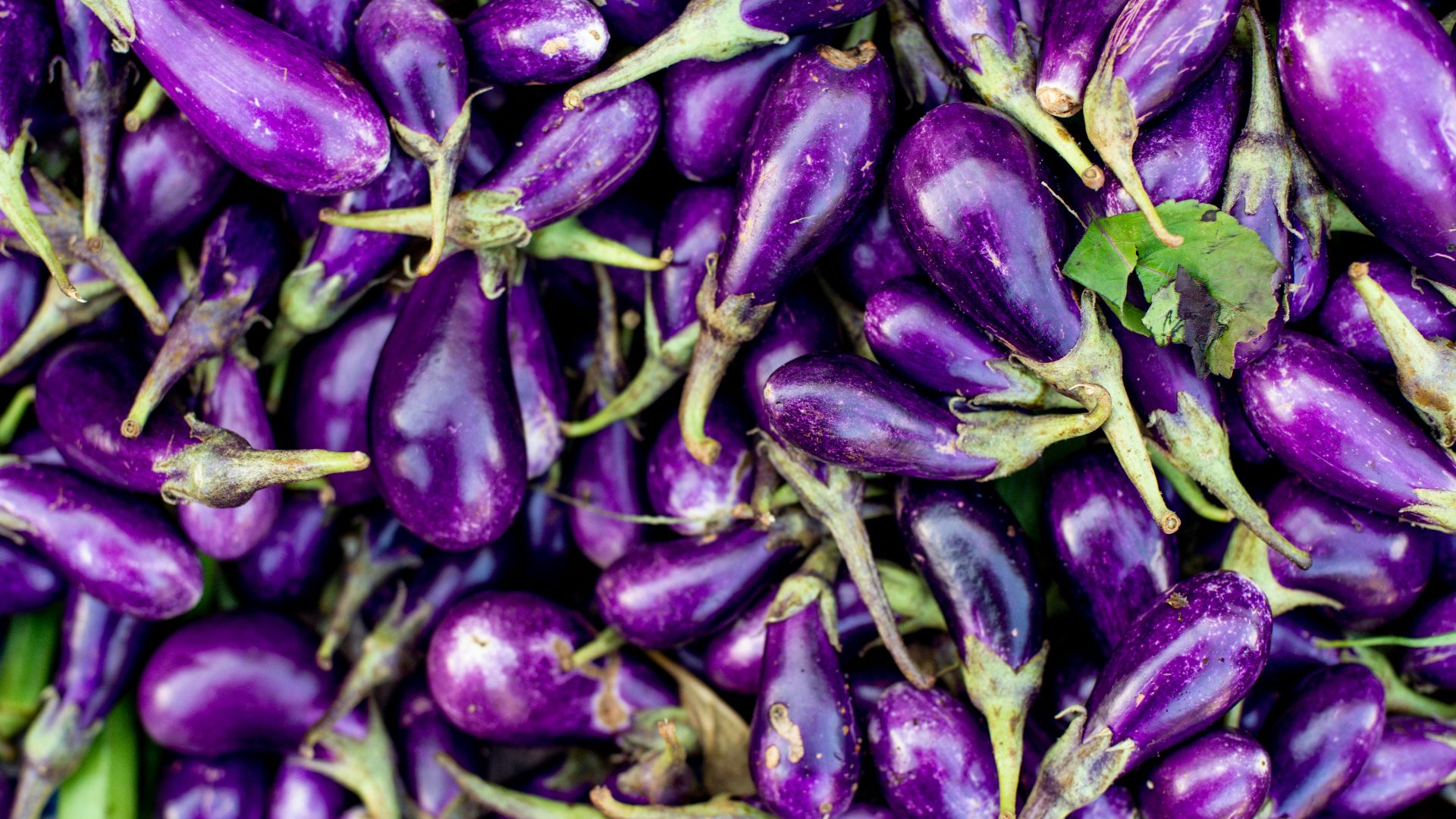 purple and green flower buds