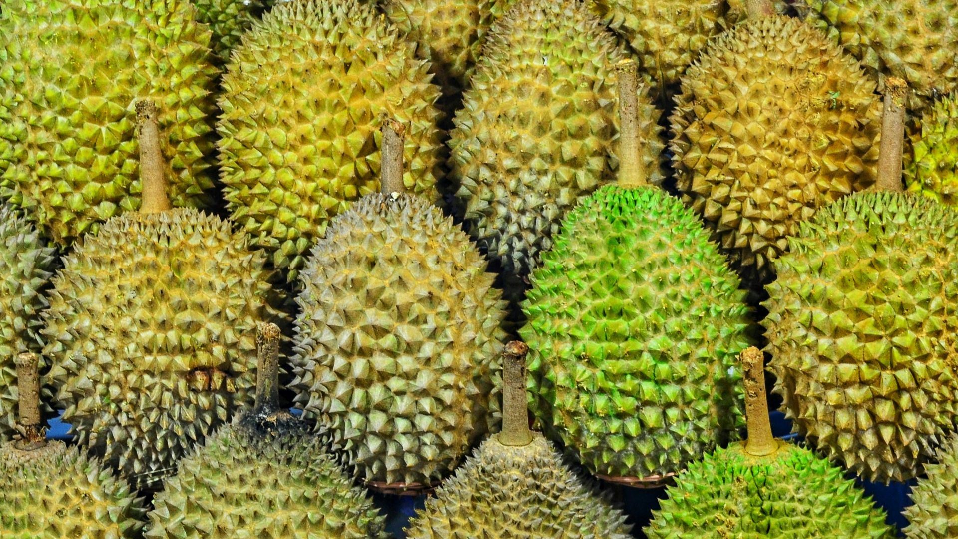 durian fruits