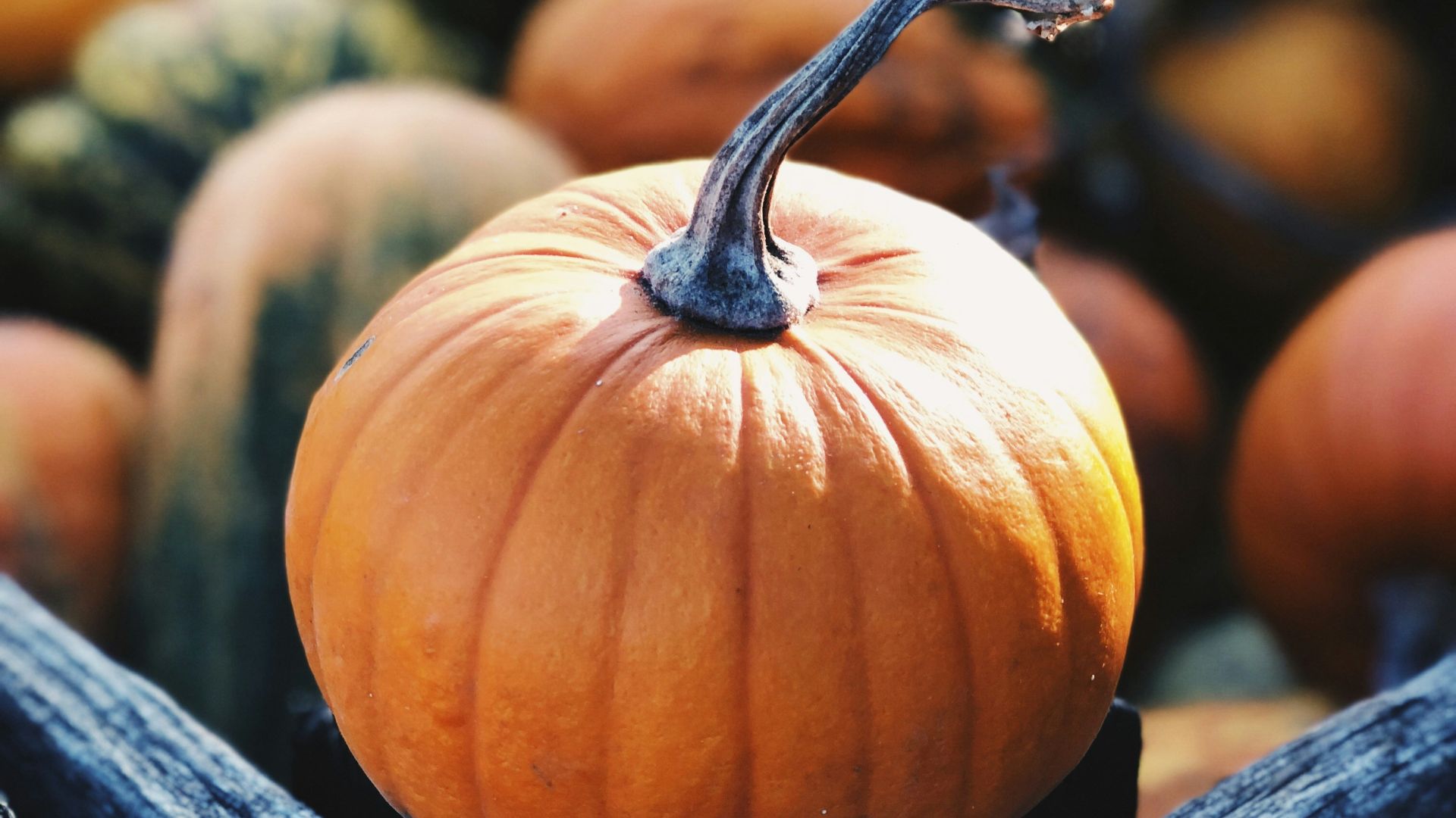 focus photography of pumpkin
