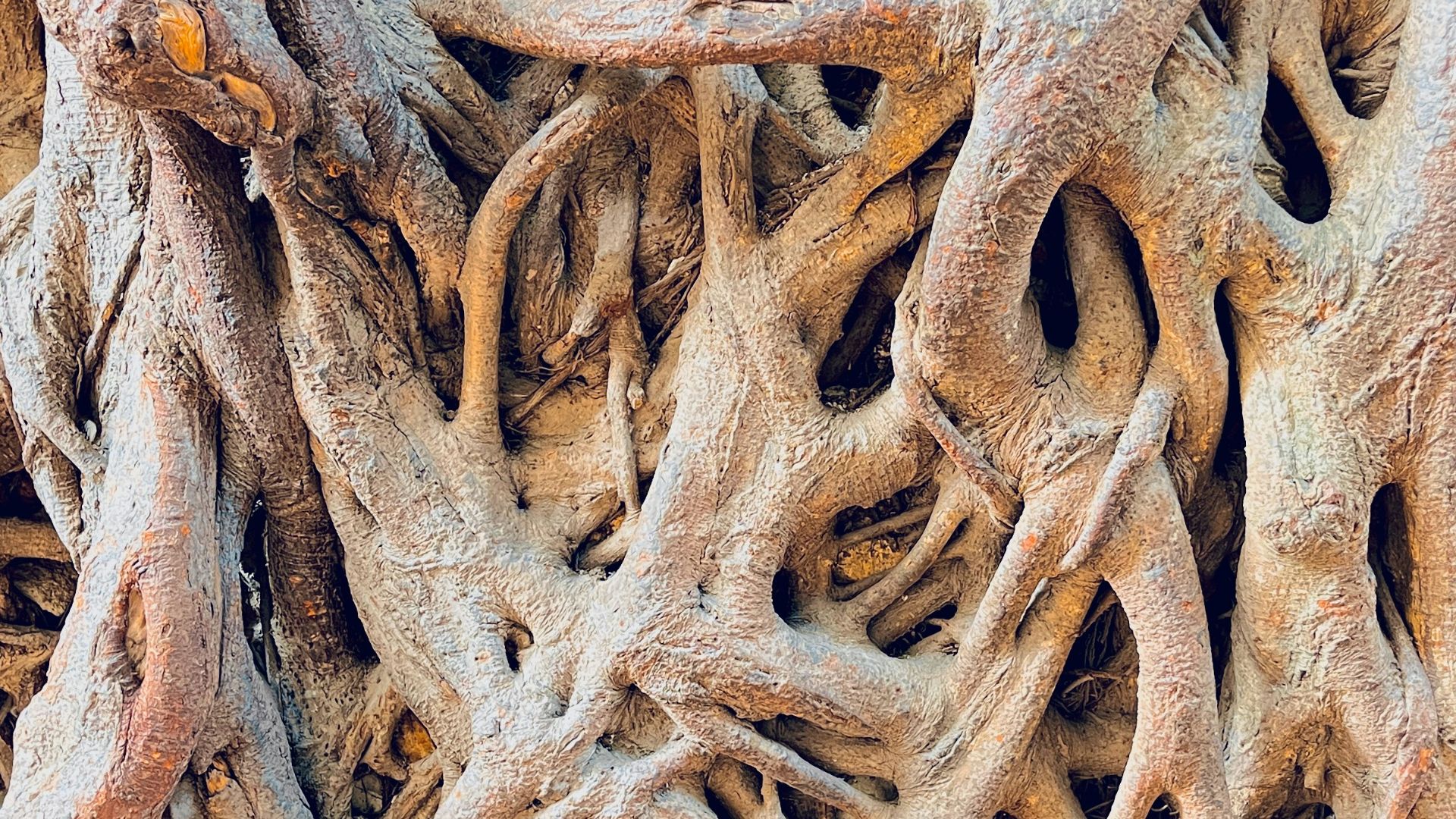 a close up view of a tree trunk