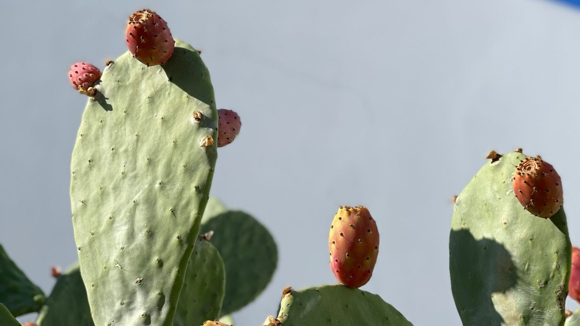 a close up of a cactus