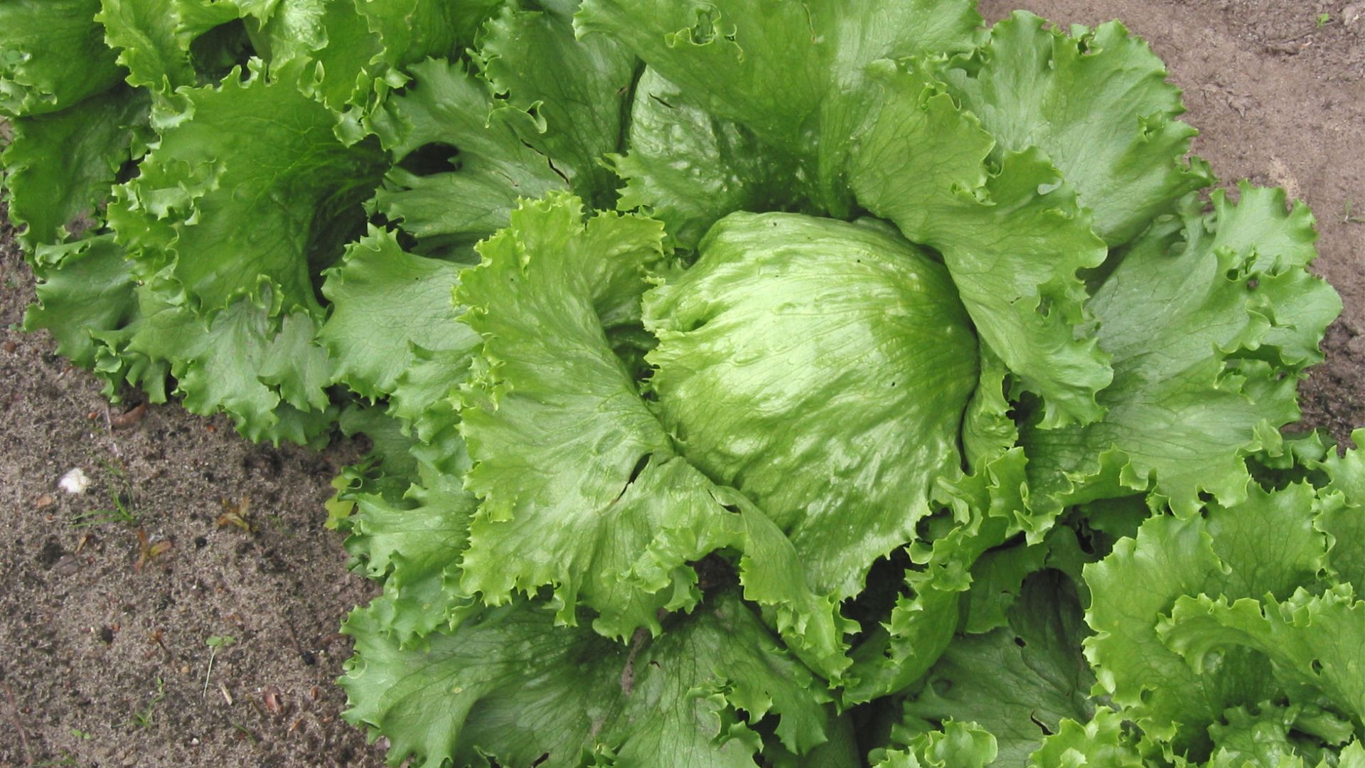 File:Iceberg lettuce (IJssla krop).jpg