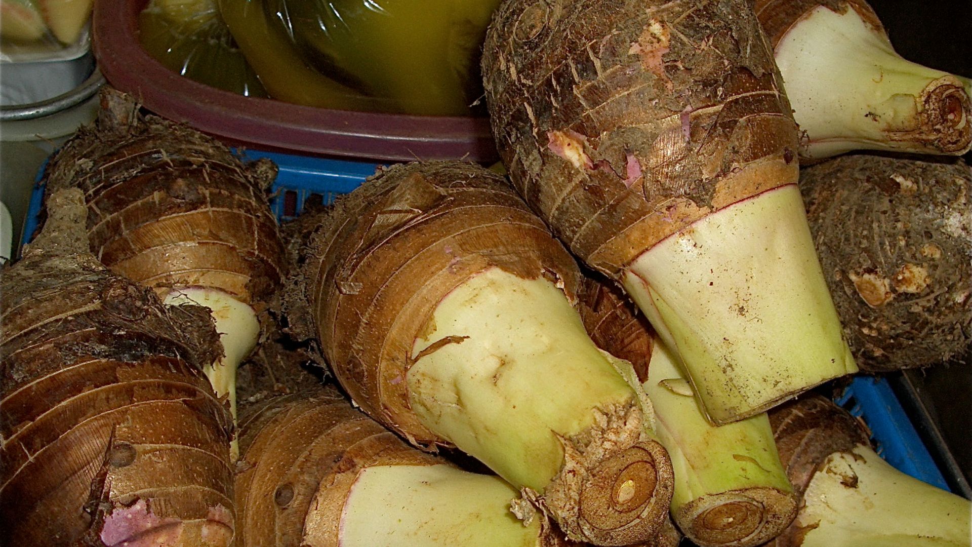 File:Taro root (taro corm).jpg