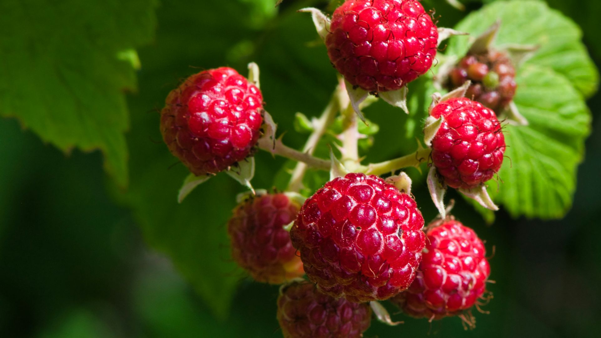 red raspberry fruit in close up photography