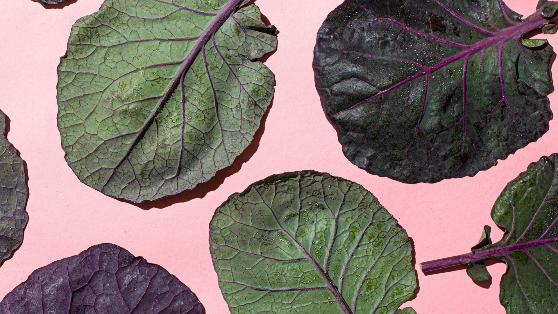 green leaves on white surface