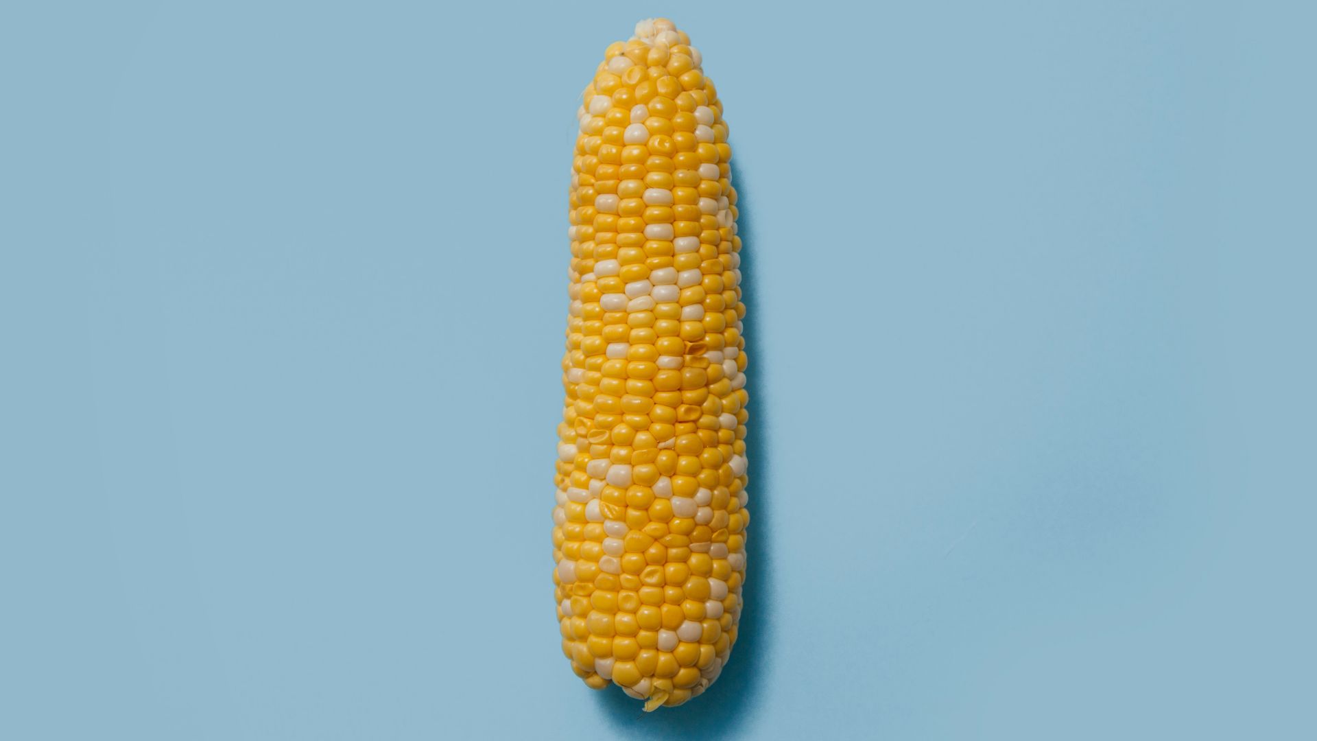 corn on teal surface