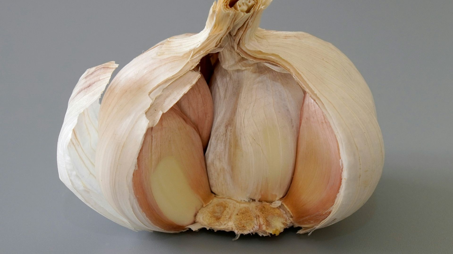 a close up of a garlic on a gray background