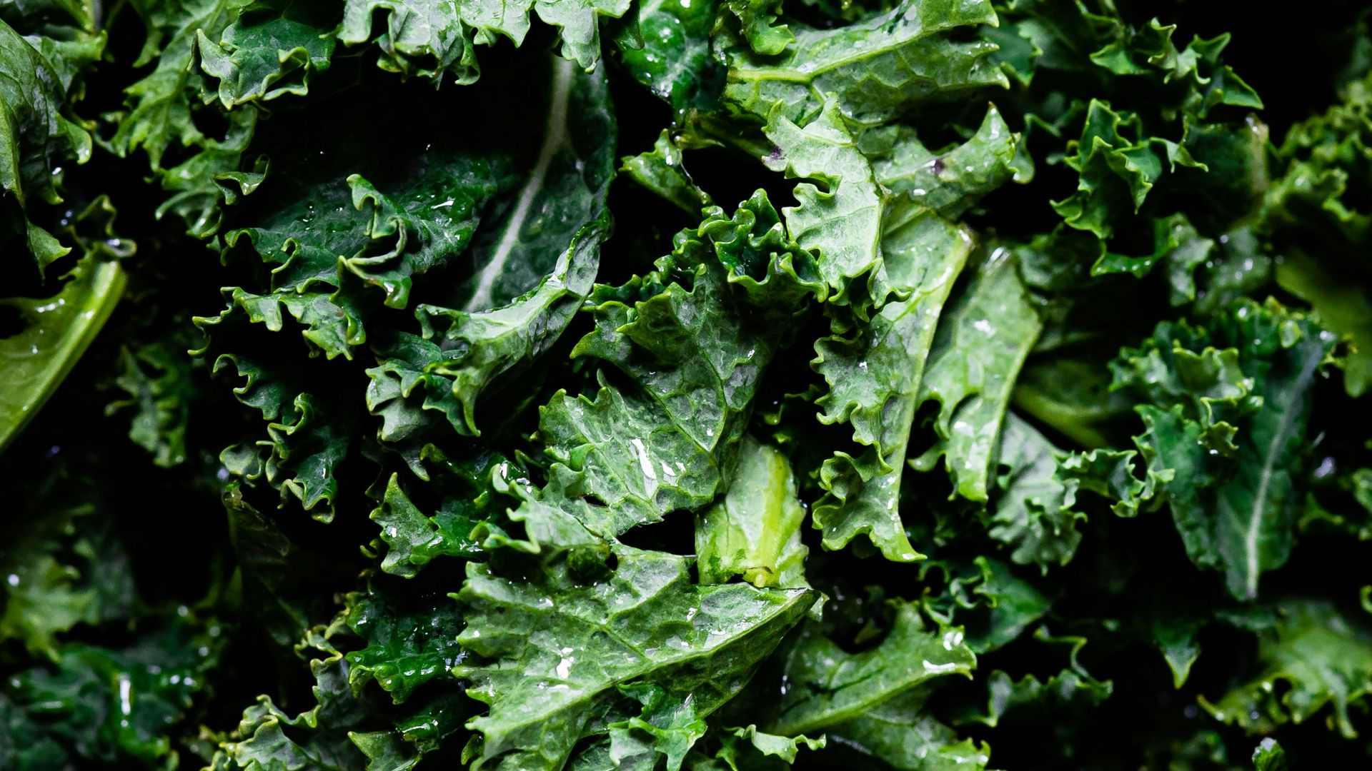green leaves in macro lens