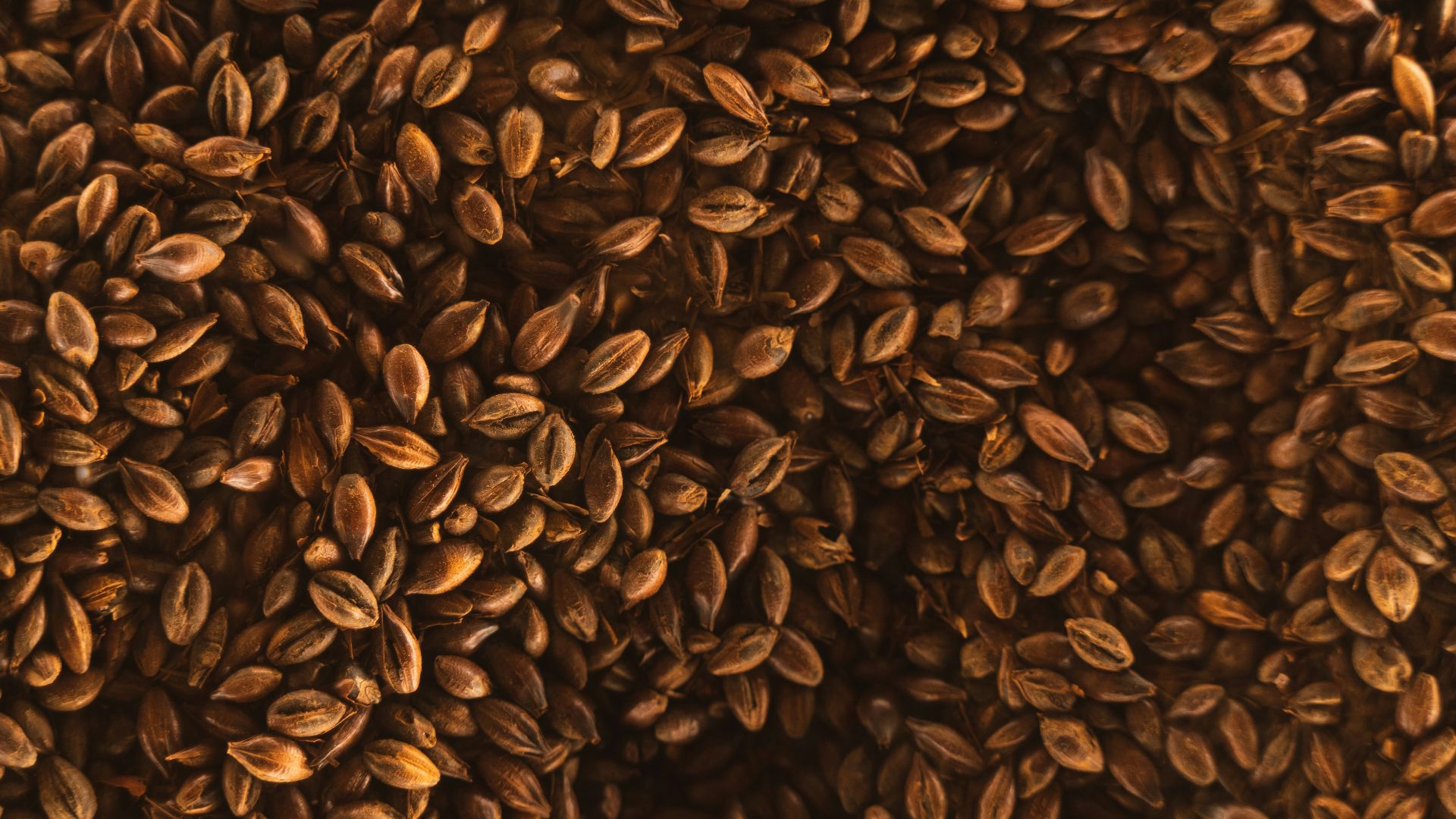 a large pile of seeds that are brown