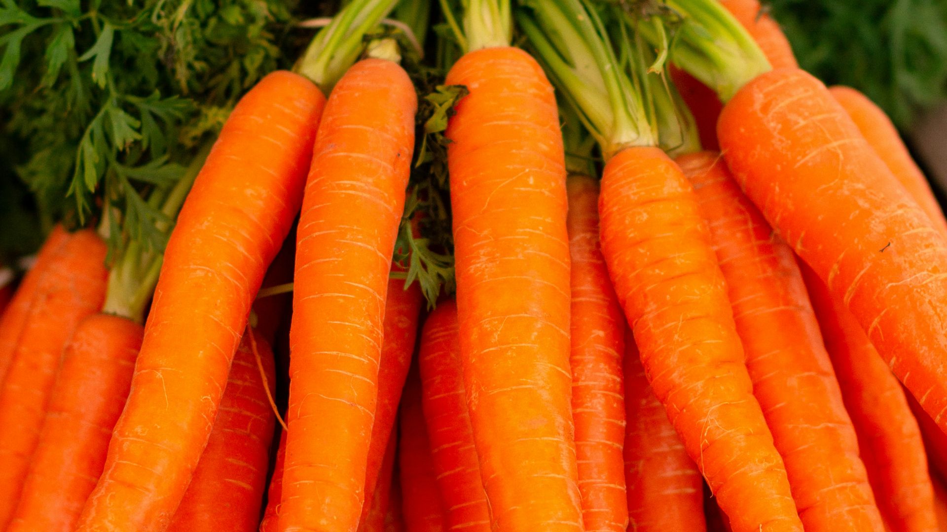 orange carrots on green grass