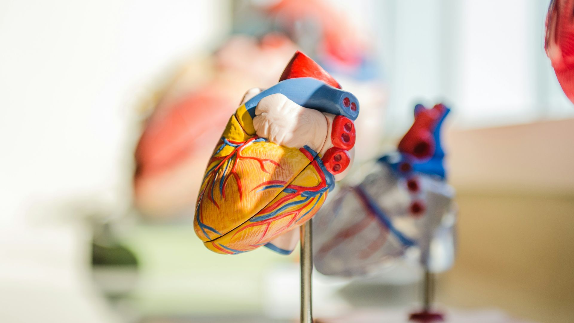 selective focus photography of heart organ illustration