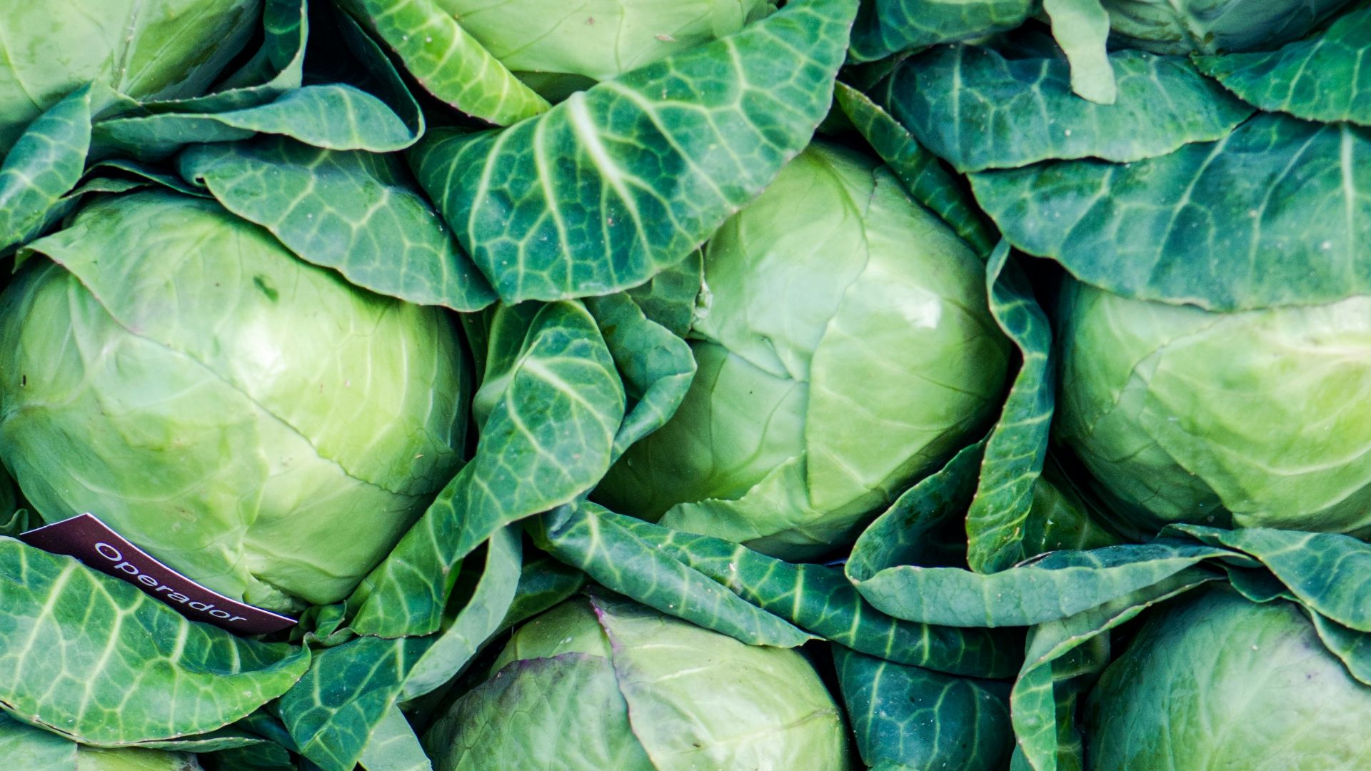 green leaves on brown soil