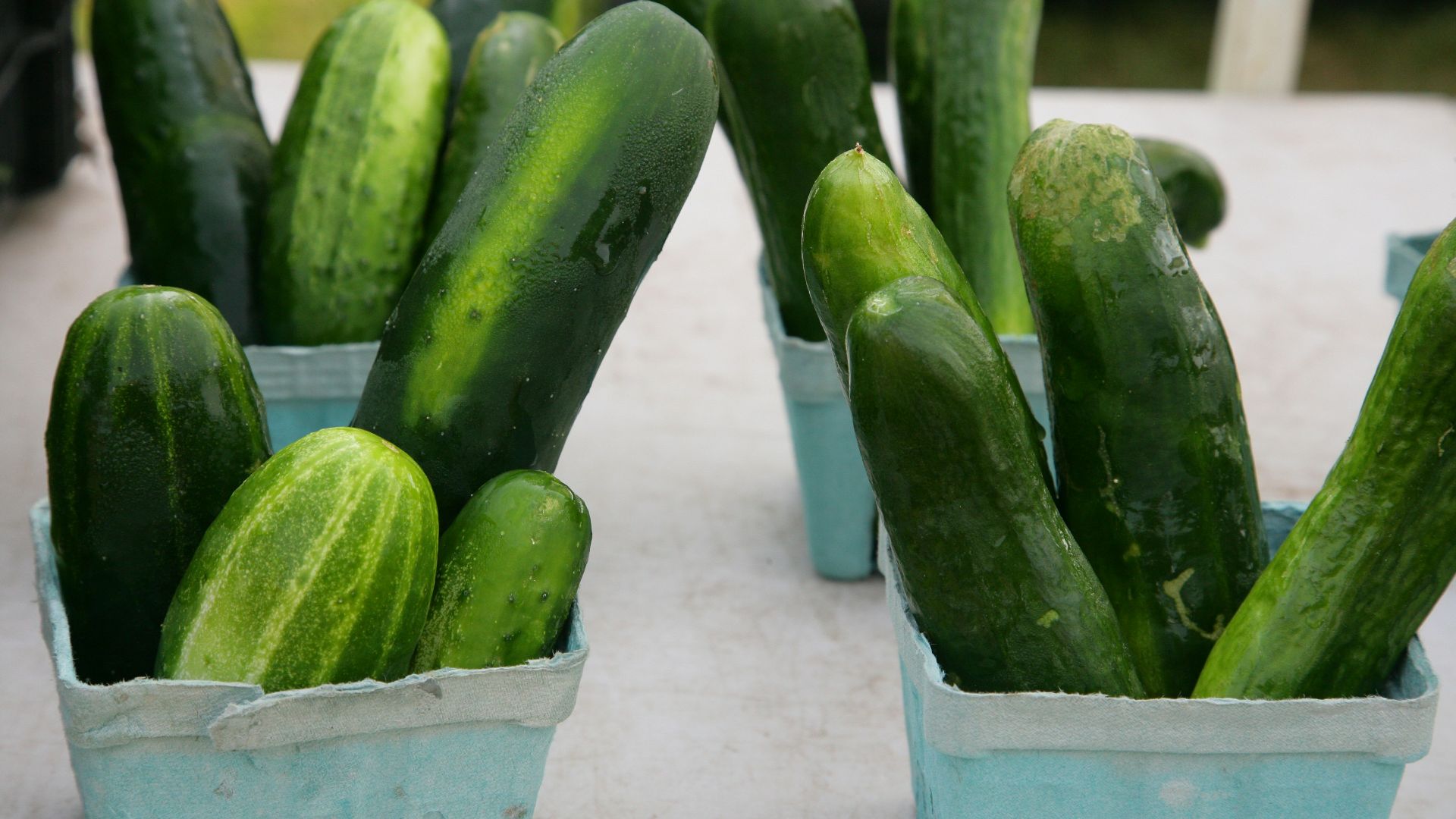 Fresh cucumbers are displayed in blue paper baskets.