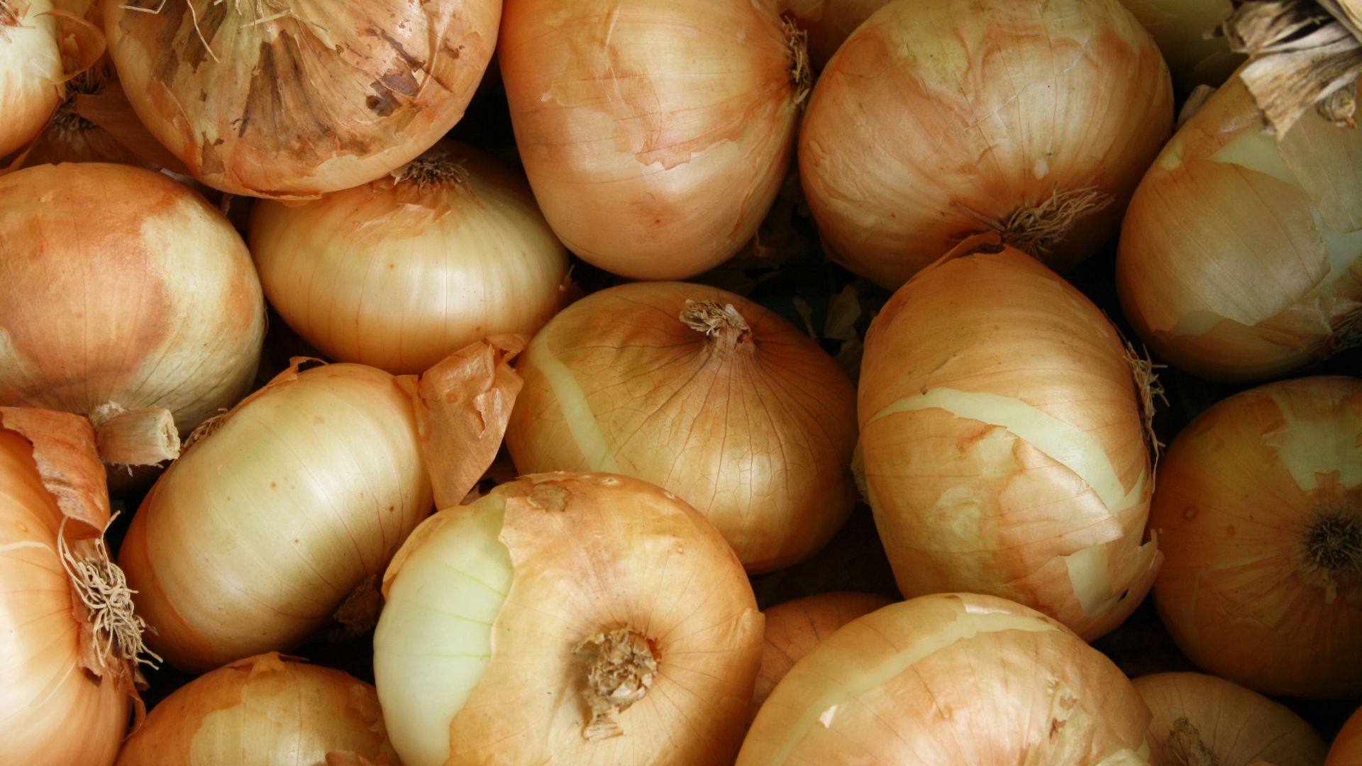 brown onion lot