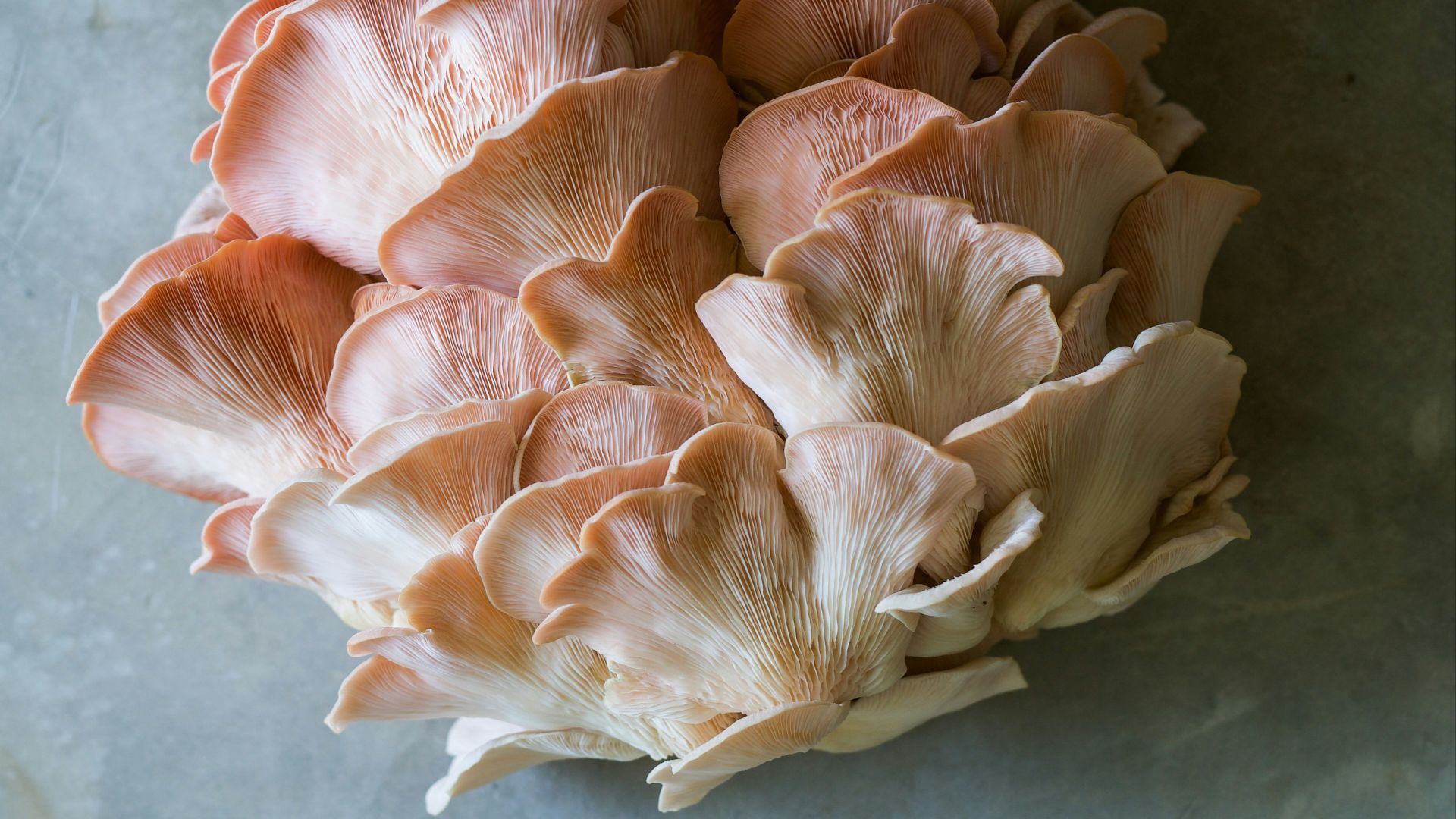 pink and white flower petals