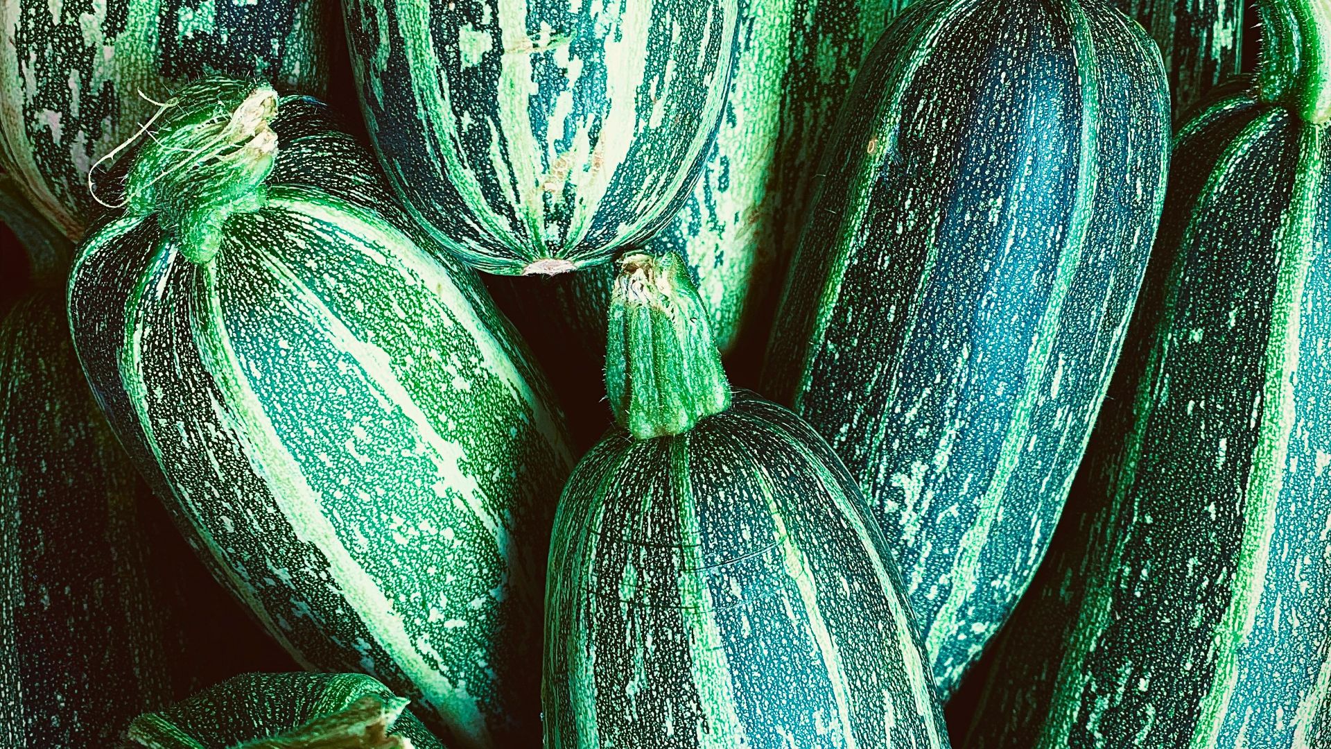 green and yellow cucumber lot