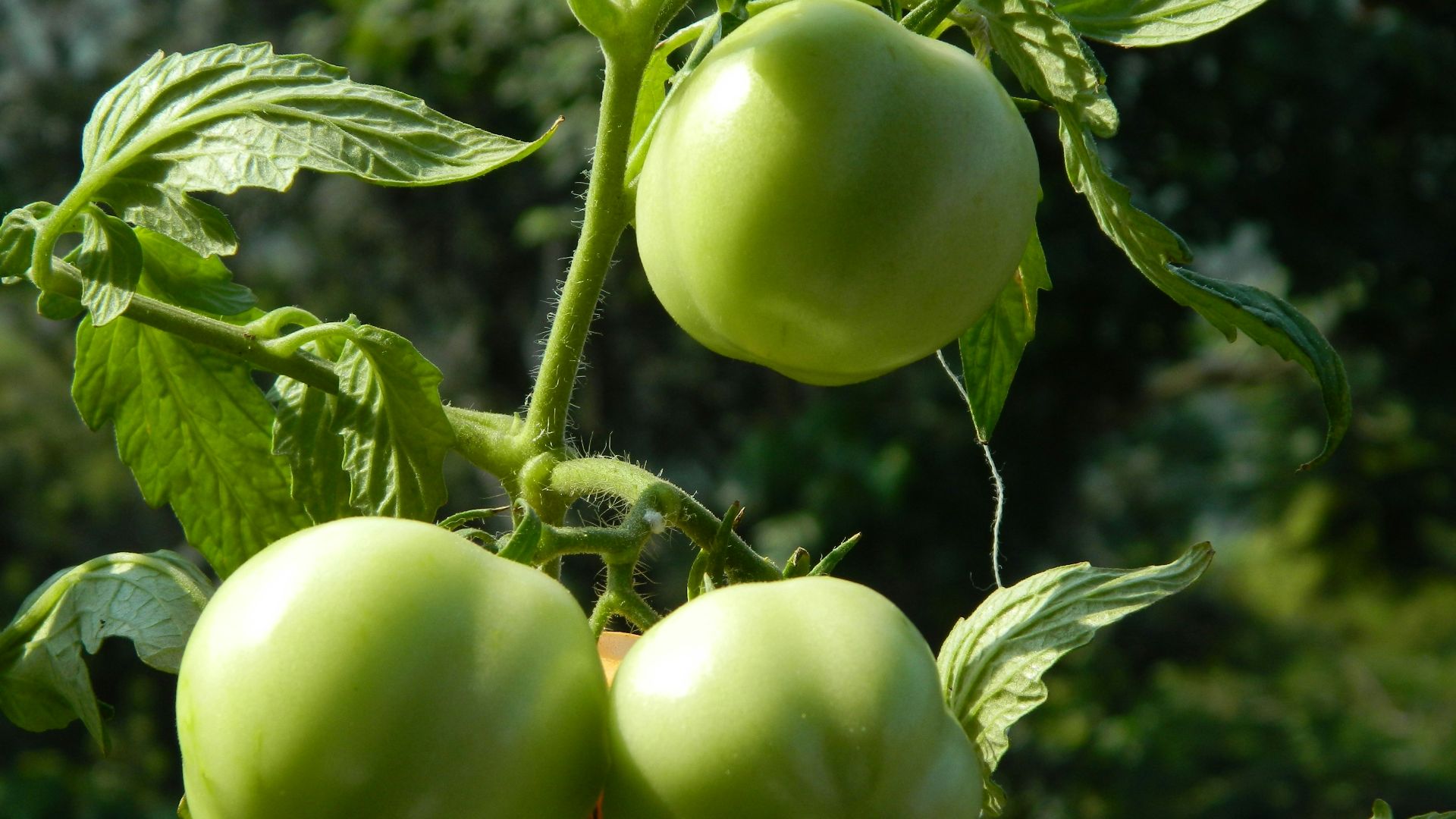 a close up of some green tomatoes on a plant
