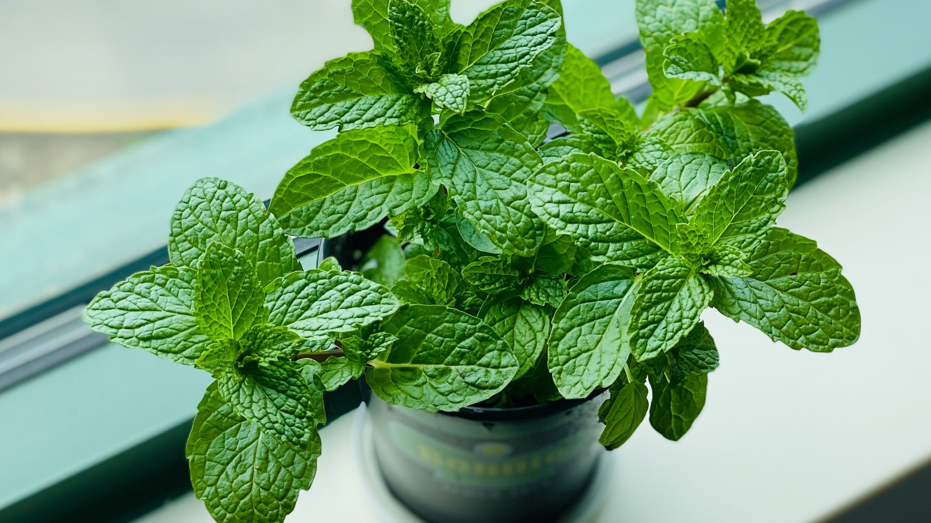 green plant in black pot