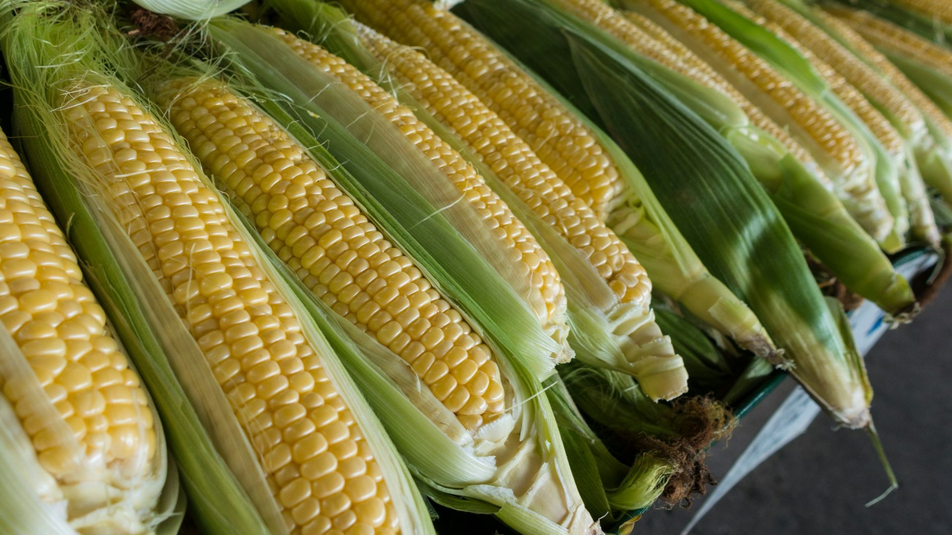 closeup photography of corns