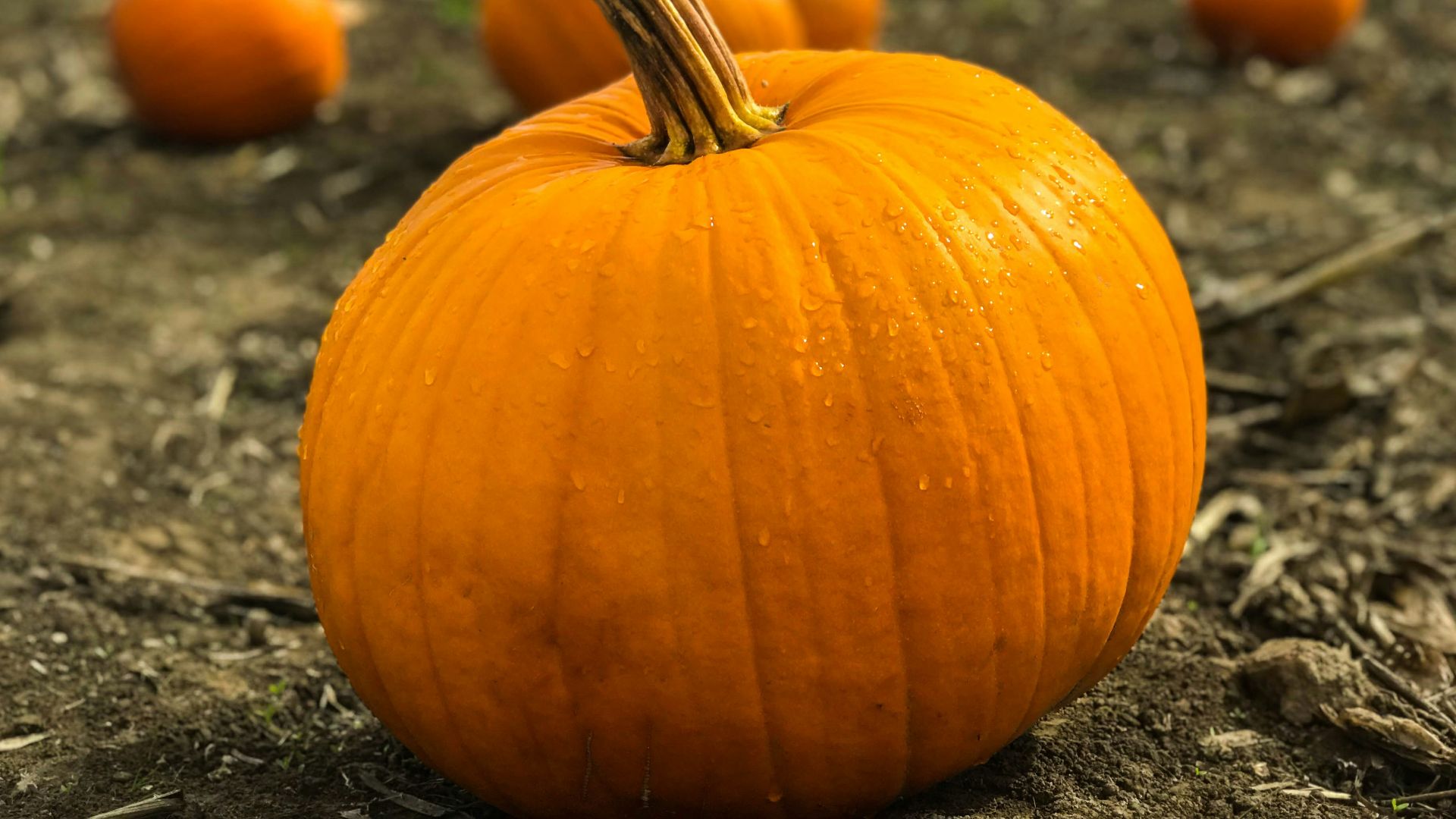 orange pumpkins on gray field near green grassland at daytime selective focus photography