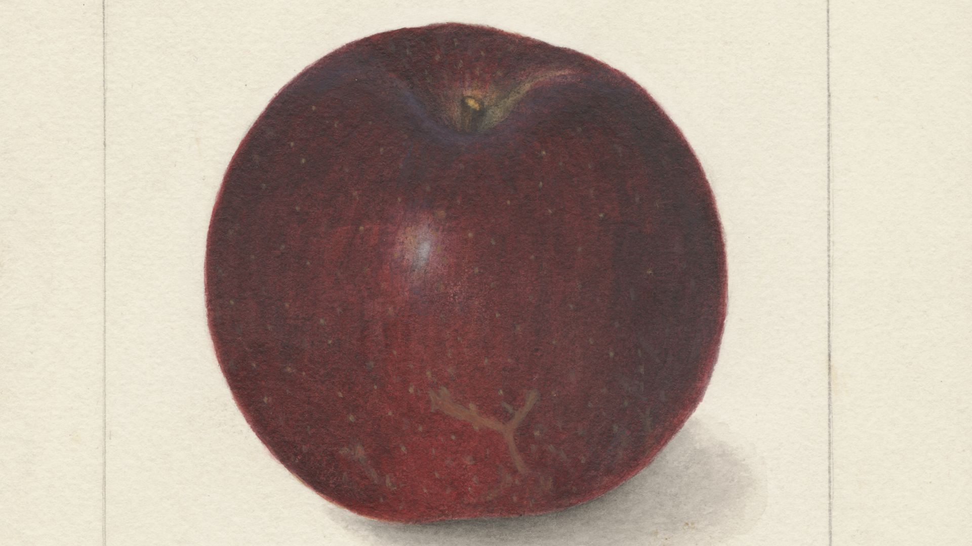 File:Pomological Watercolor POM00001619.jpg
