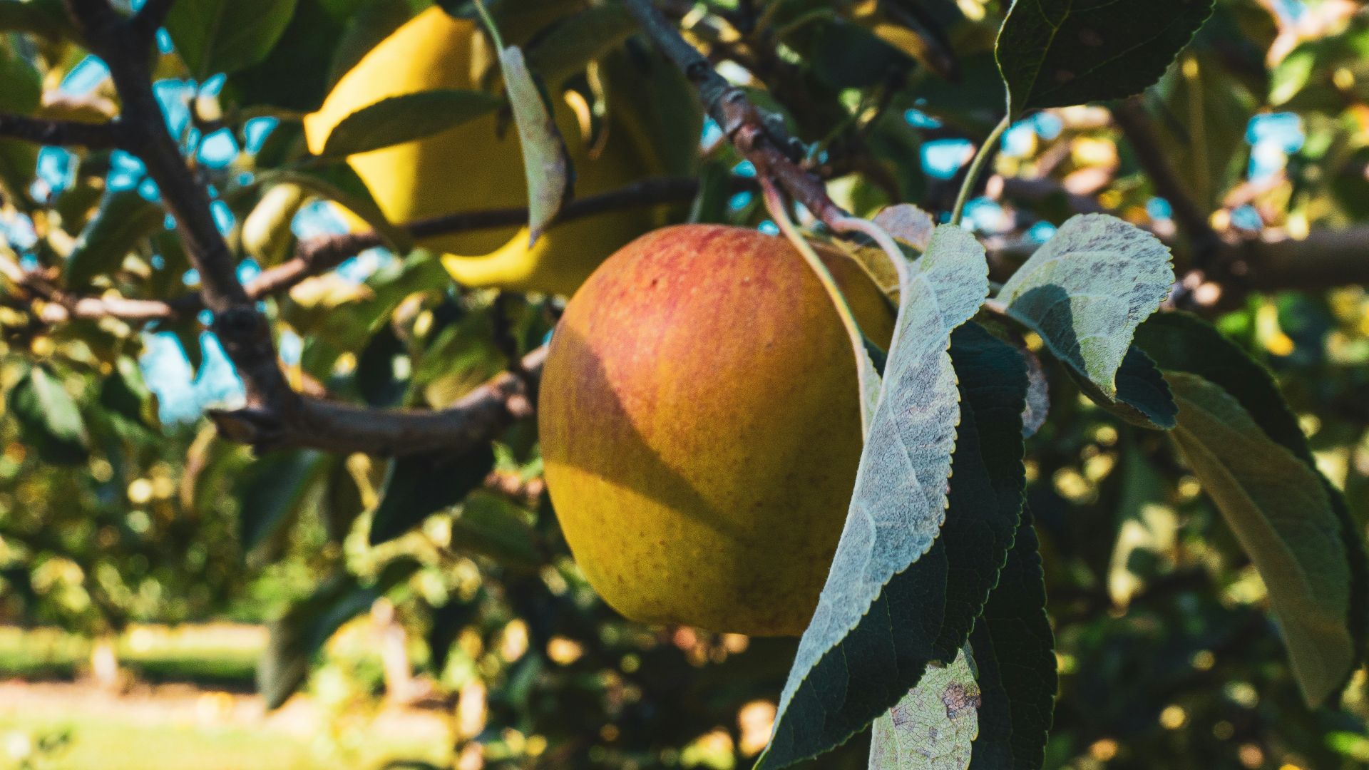 An apple tree filled with lots of ripe fruit