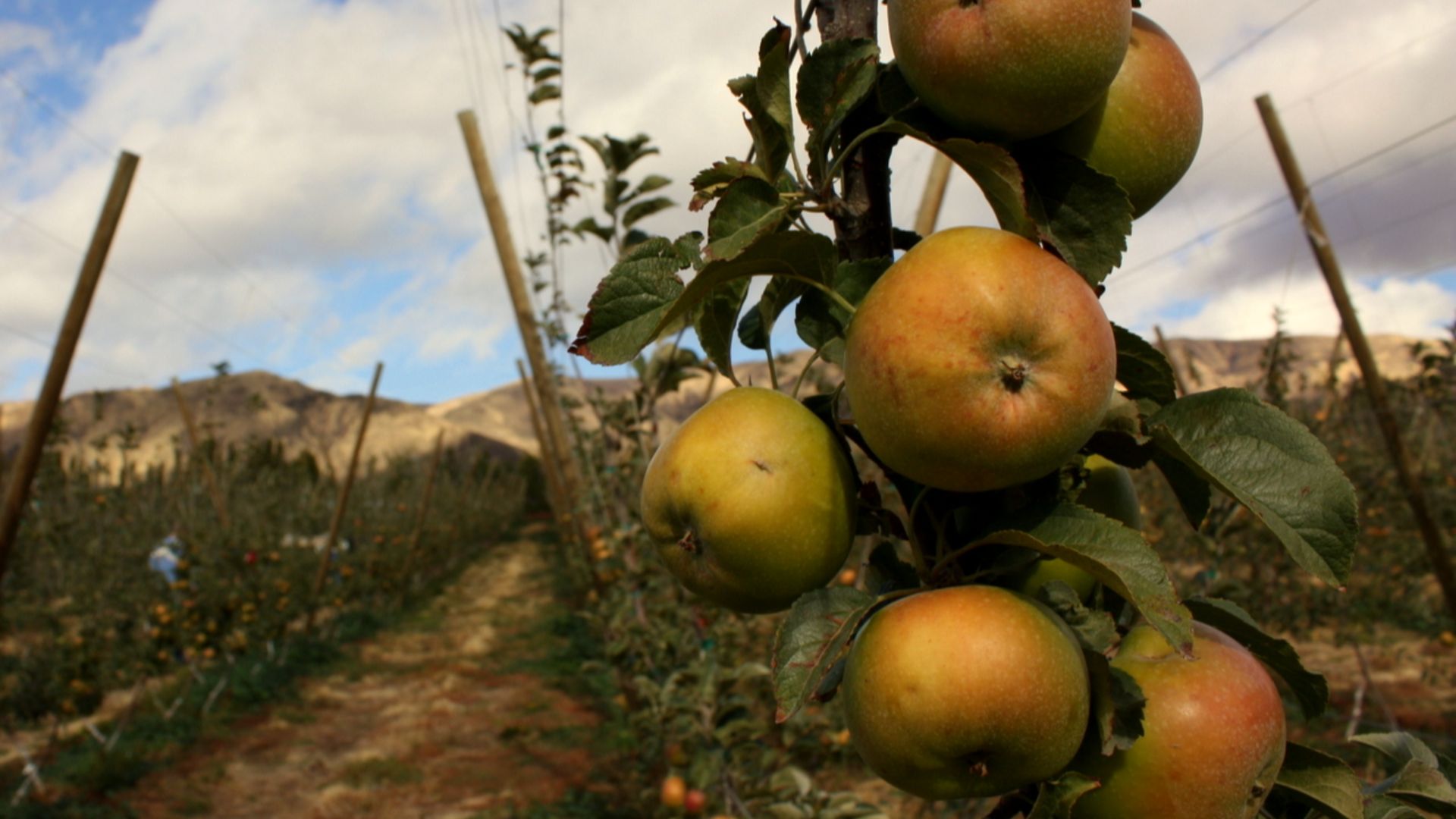 File:Newtown pippins (8167963860).jpg