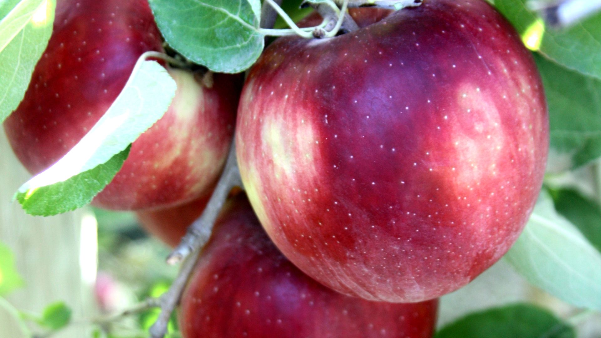 File:Cosmic Crisp.jpg