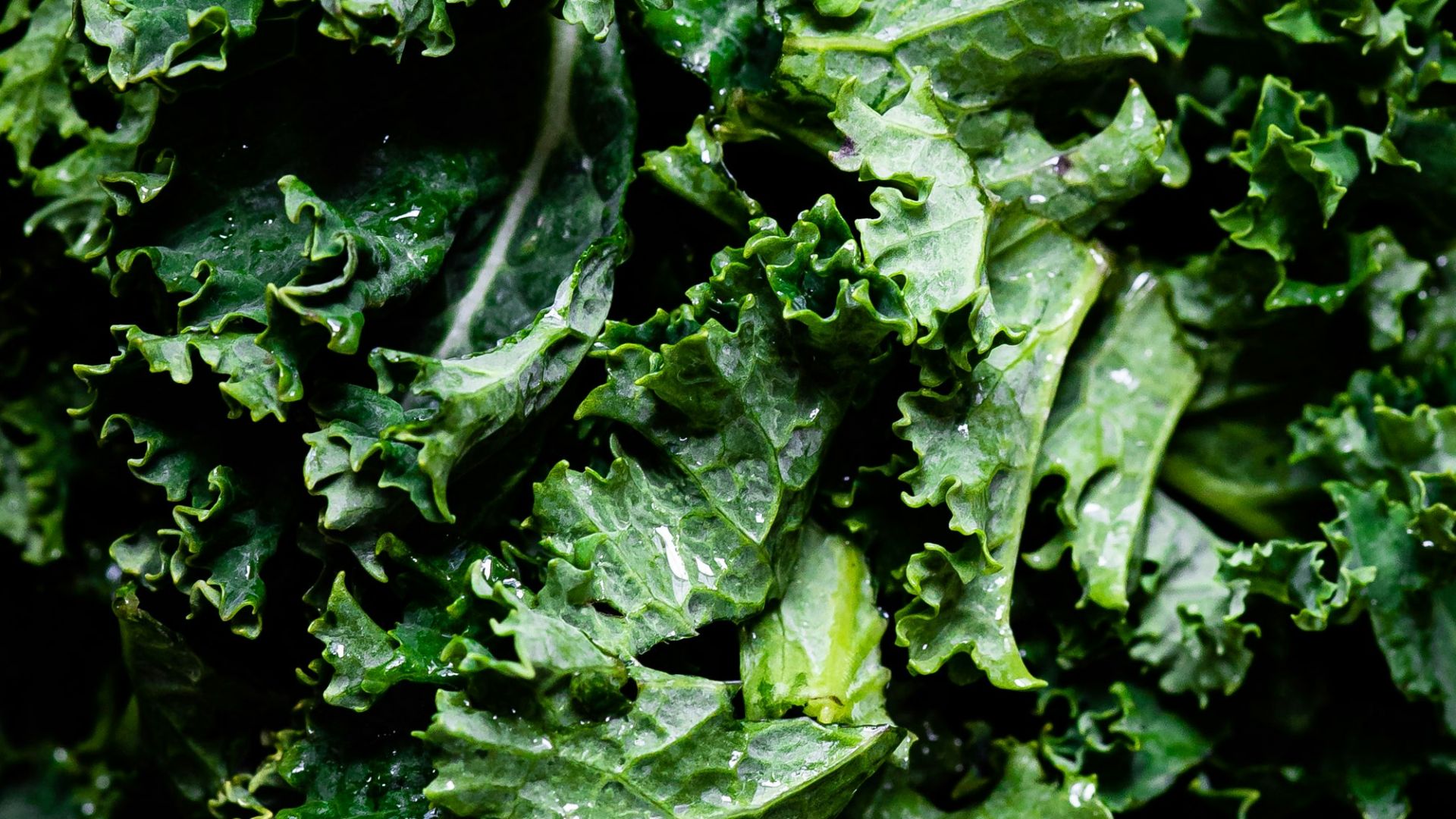 green leaves in macro lens
