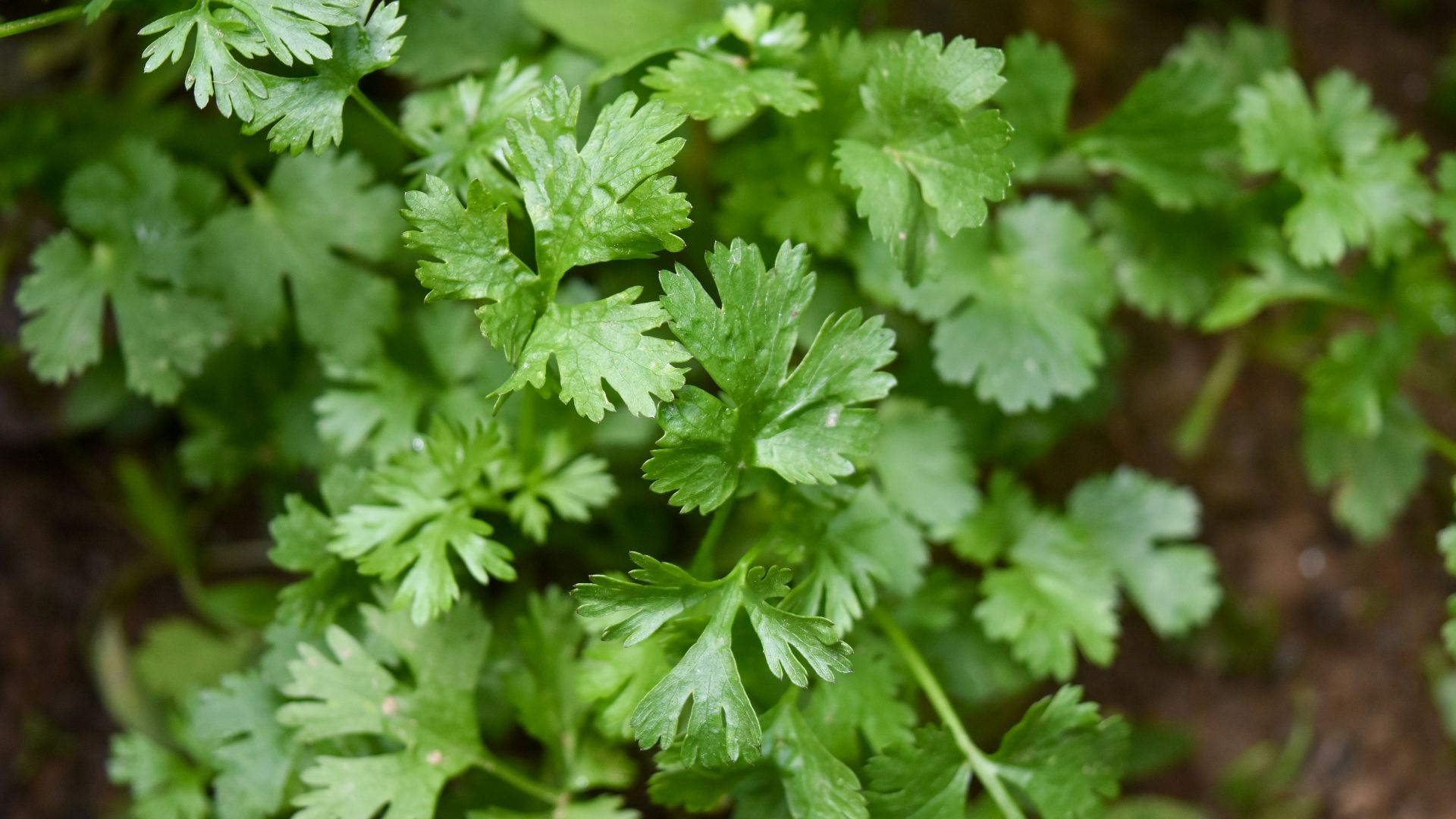 green plant in close up photography